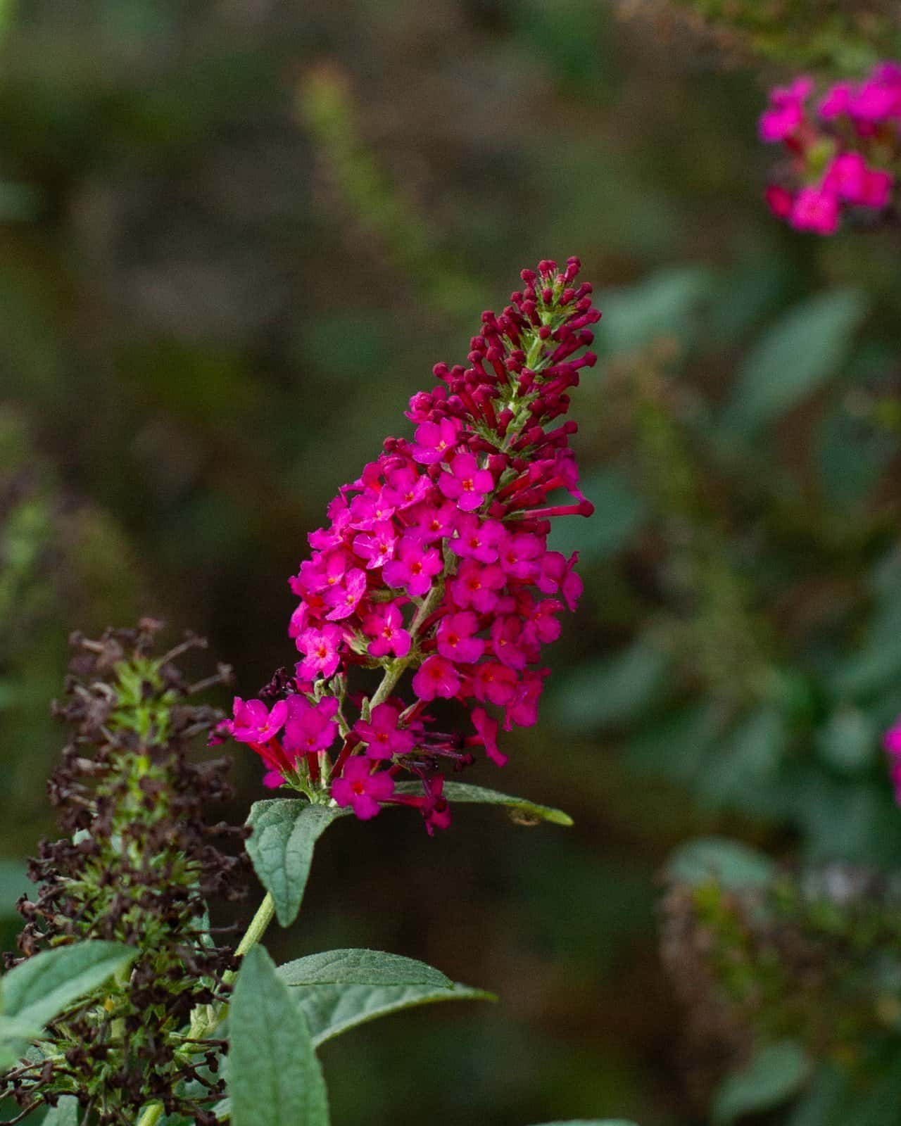 CranRazz Buddleia Butterfly Bush - Main Image