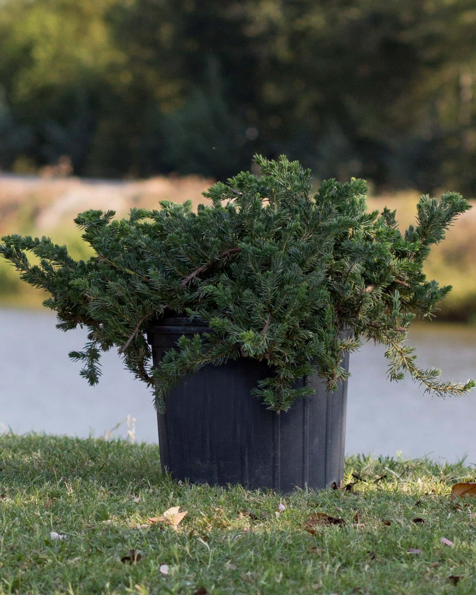 Blue Pacific Juniper - Main Image
