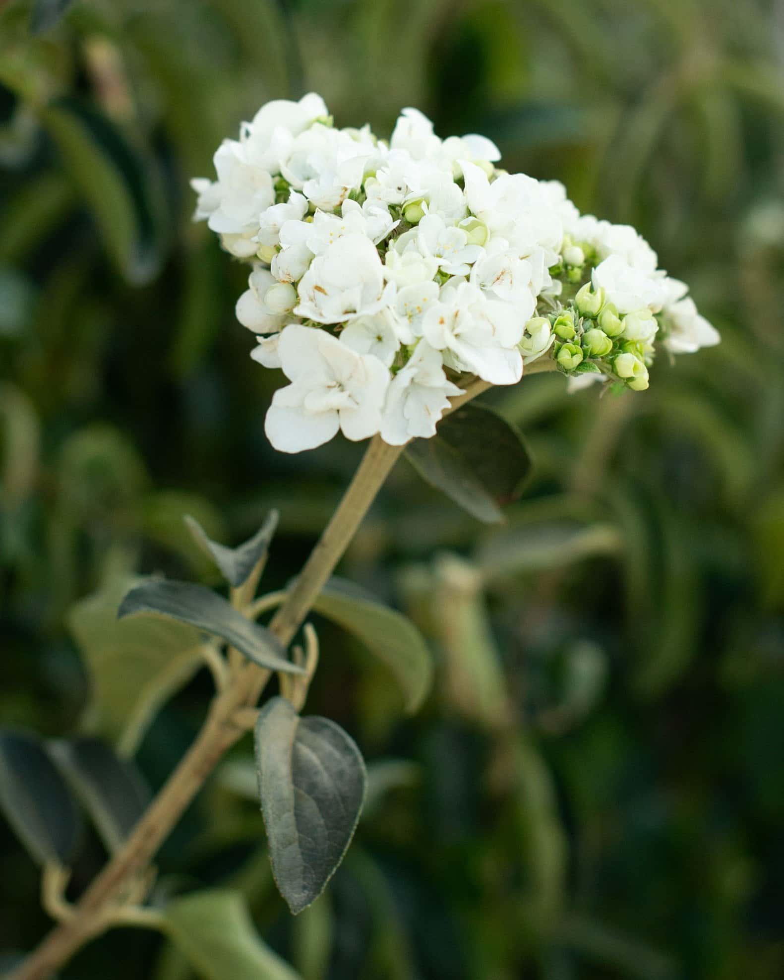 Roughleaf Dogwood - Image 2