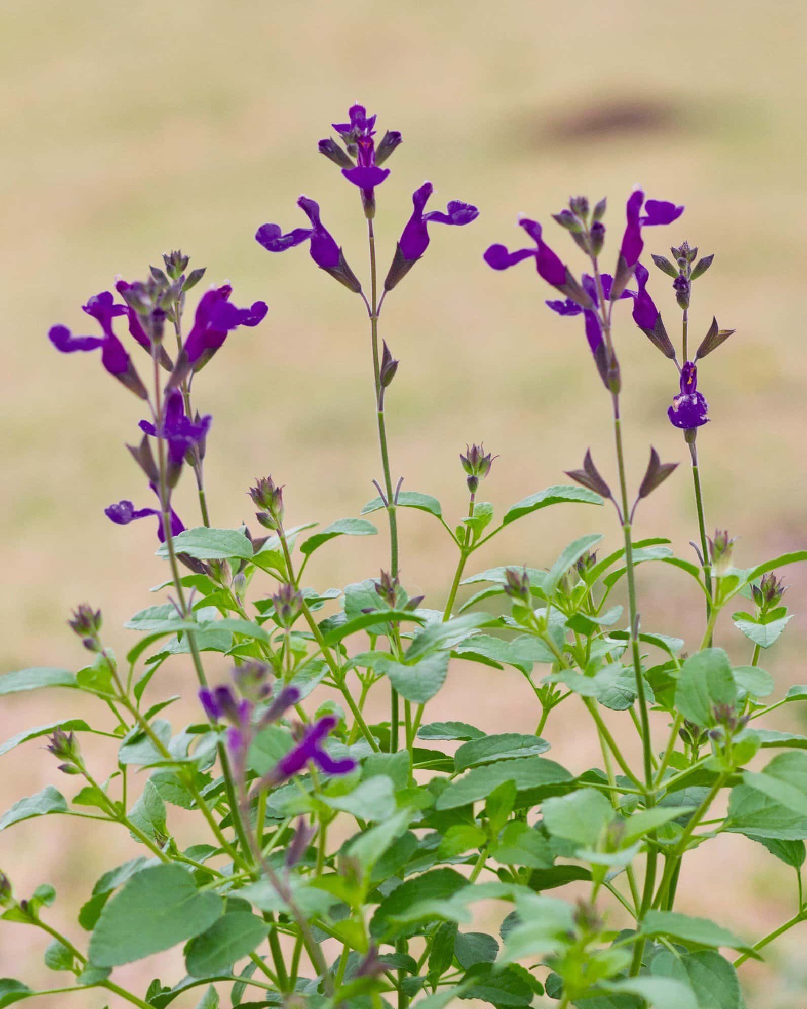 Vibe Ignition Purple Salvia - Main Image