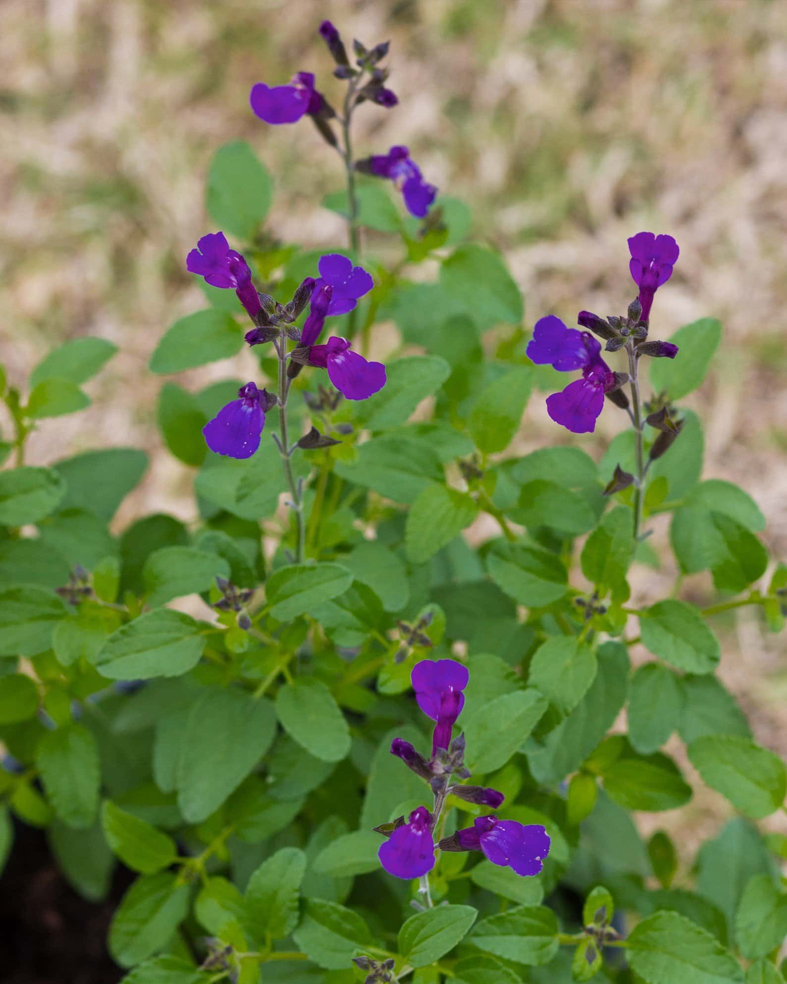 Vibe Ignition Purple Salvia - Image 2