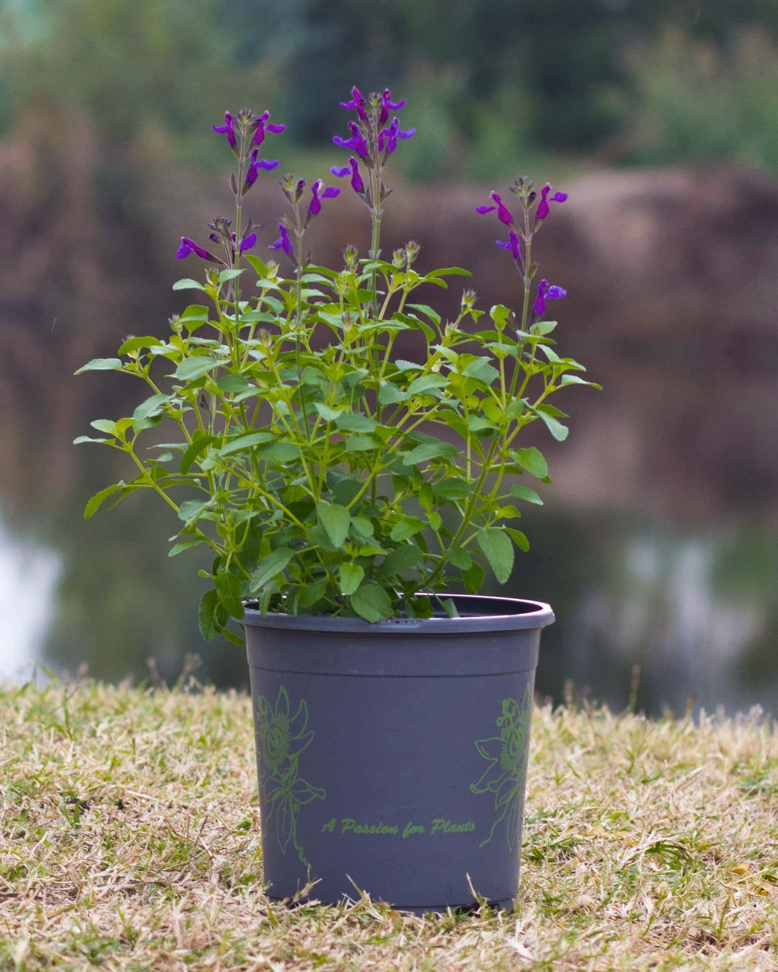 Vibe Ignition Purple Salvia - Image 3