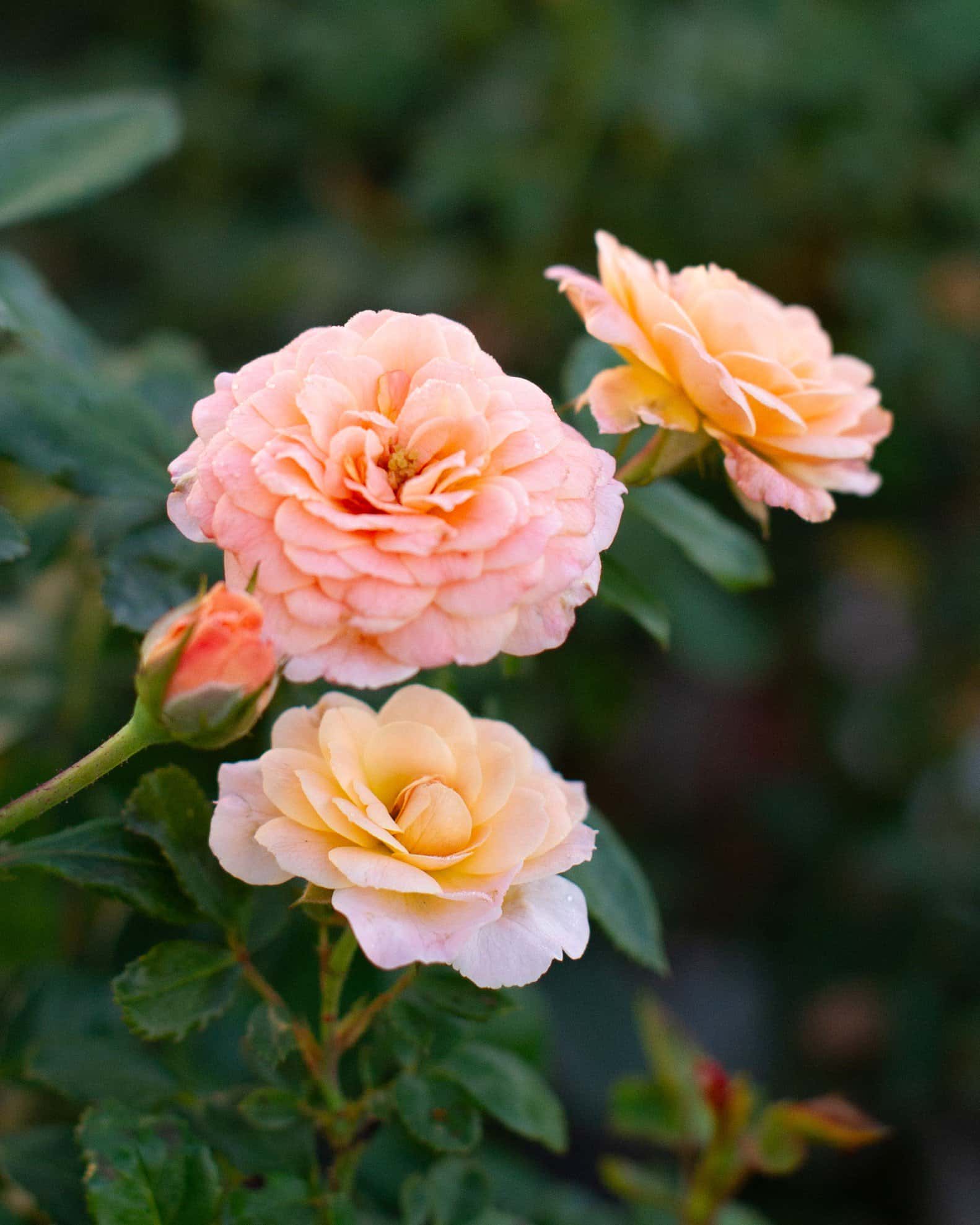 Apricot Drift Rose - Image 6