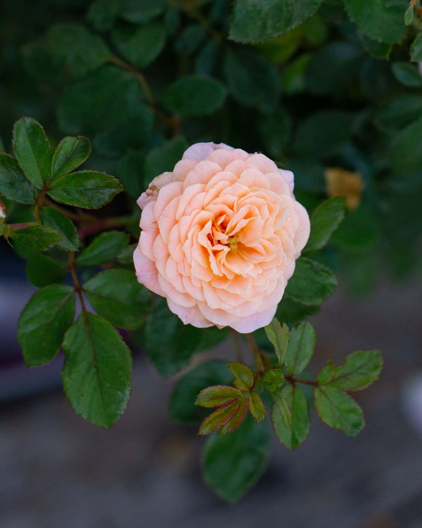 Apricot Drift Rose - Image 7