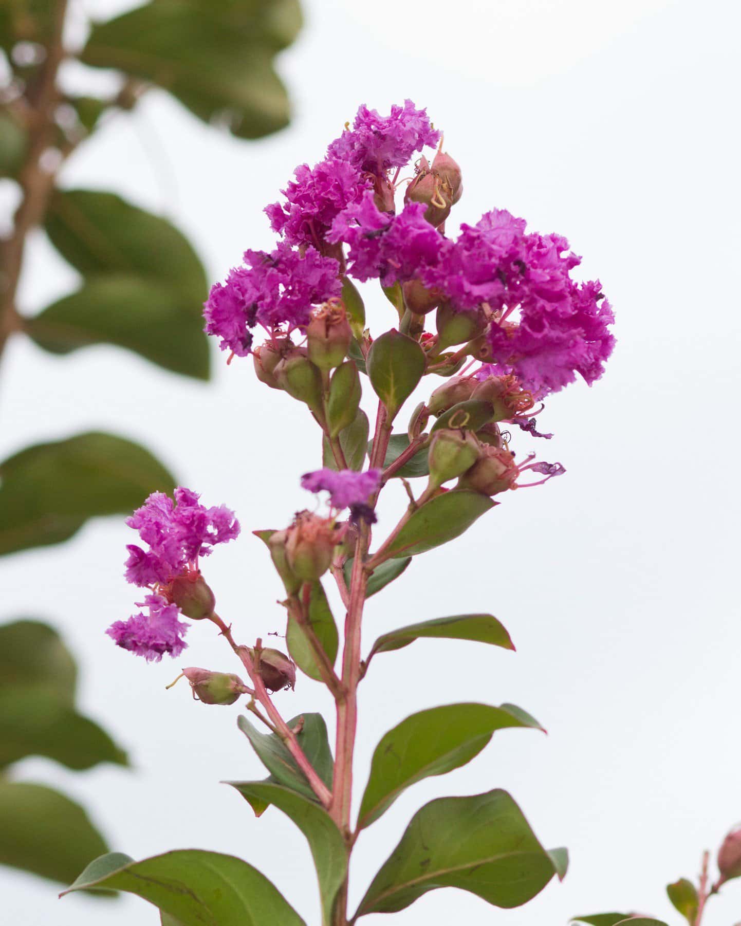 Autauga Crape Myrtle - Main Image