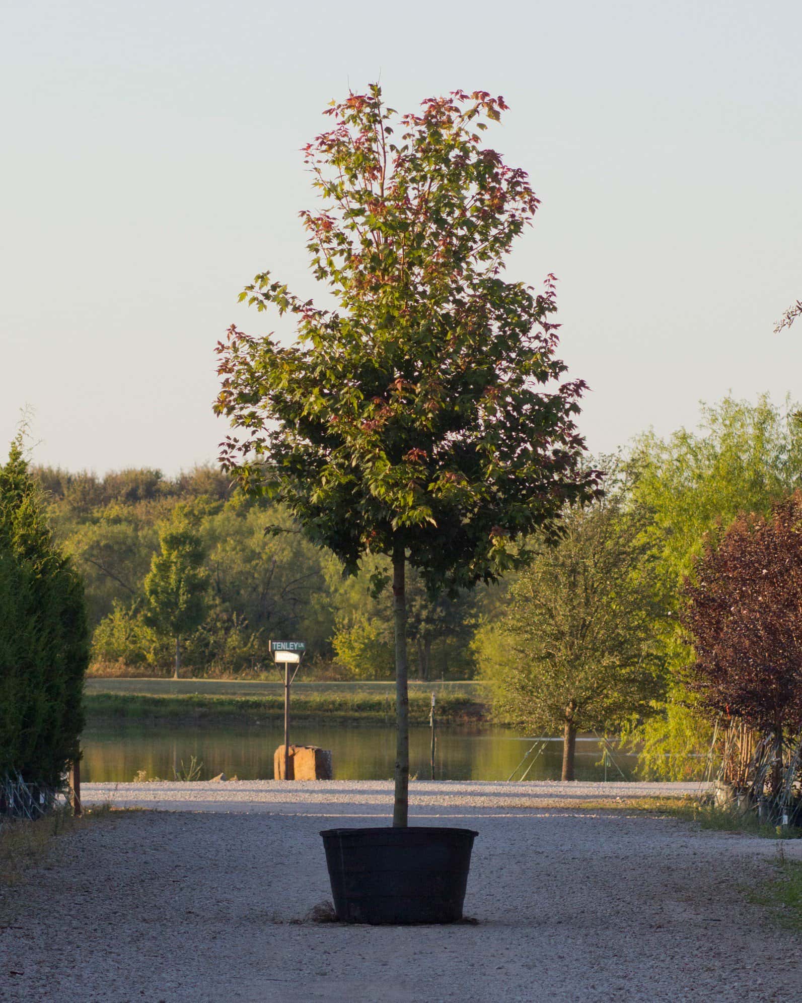 Autumn Flame Maple - Image 6