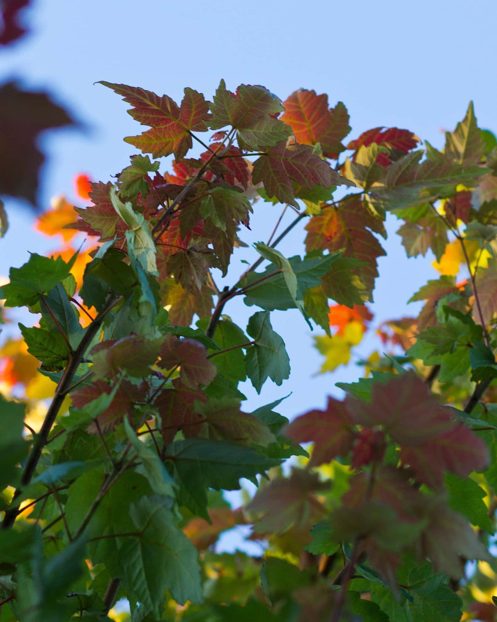 Autumn Flame Maple - Image 7