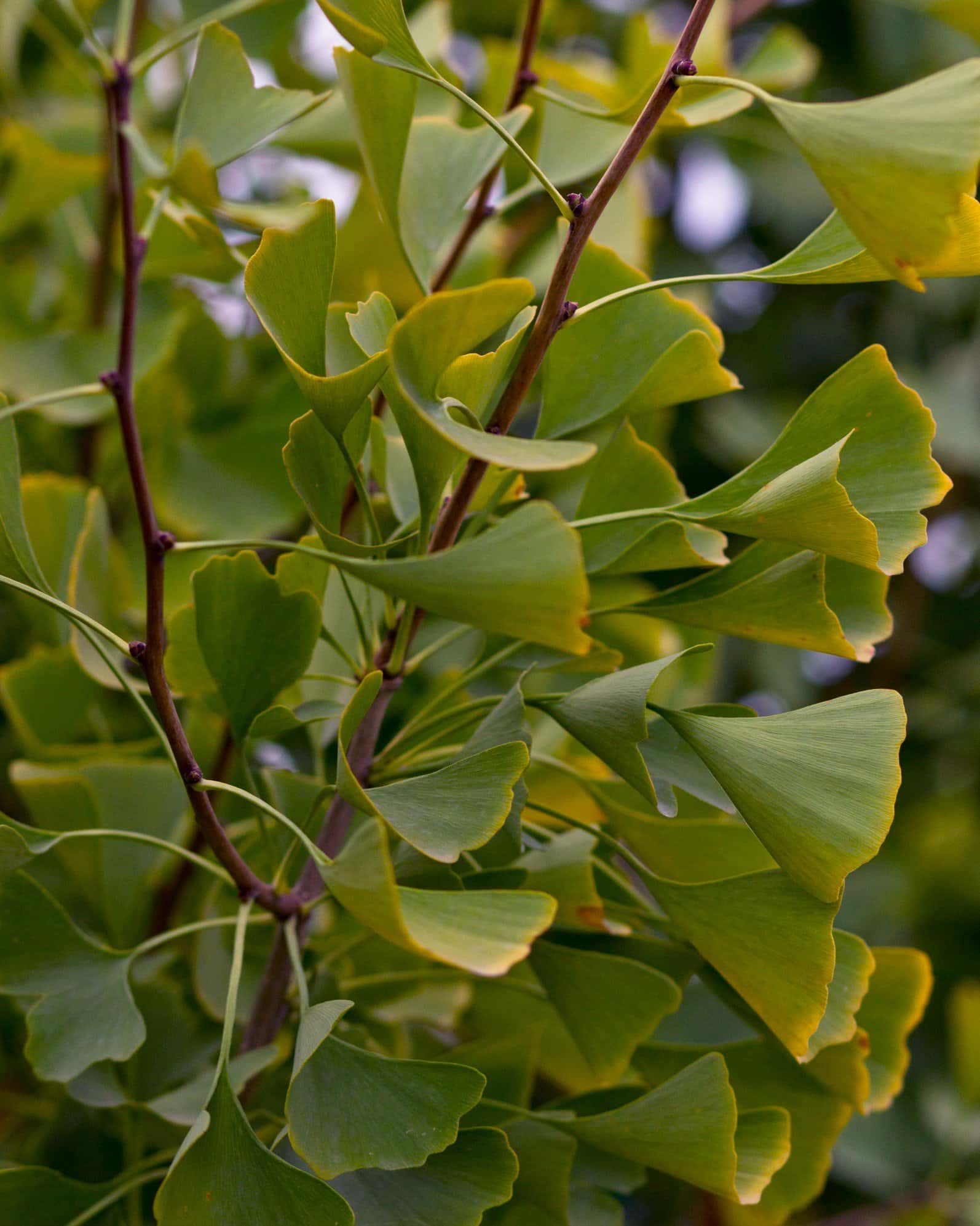Autumn Gold Ginkgo - Image 5