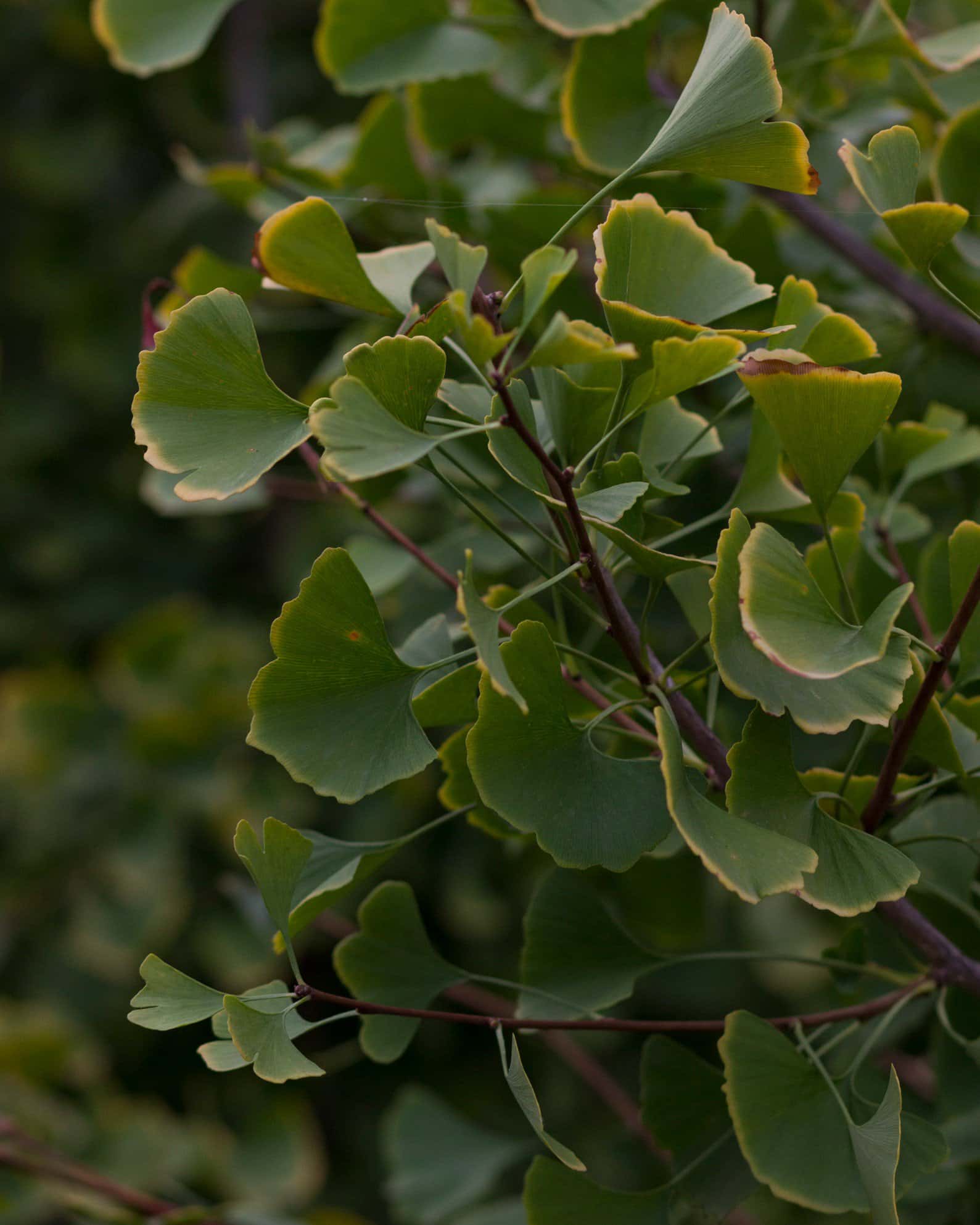 Autumn Gold Ginkgo - Image 6