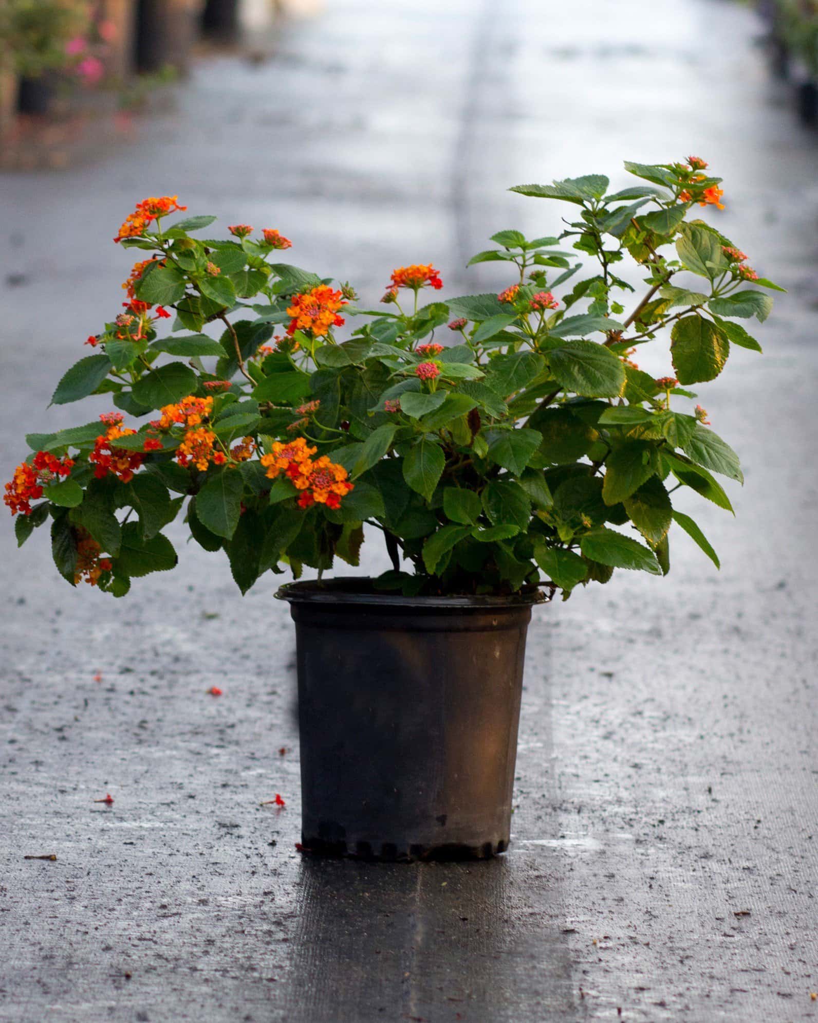 Bandolista Red Chili Lantana - Image 4