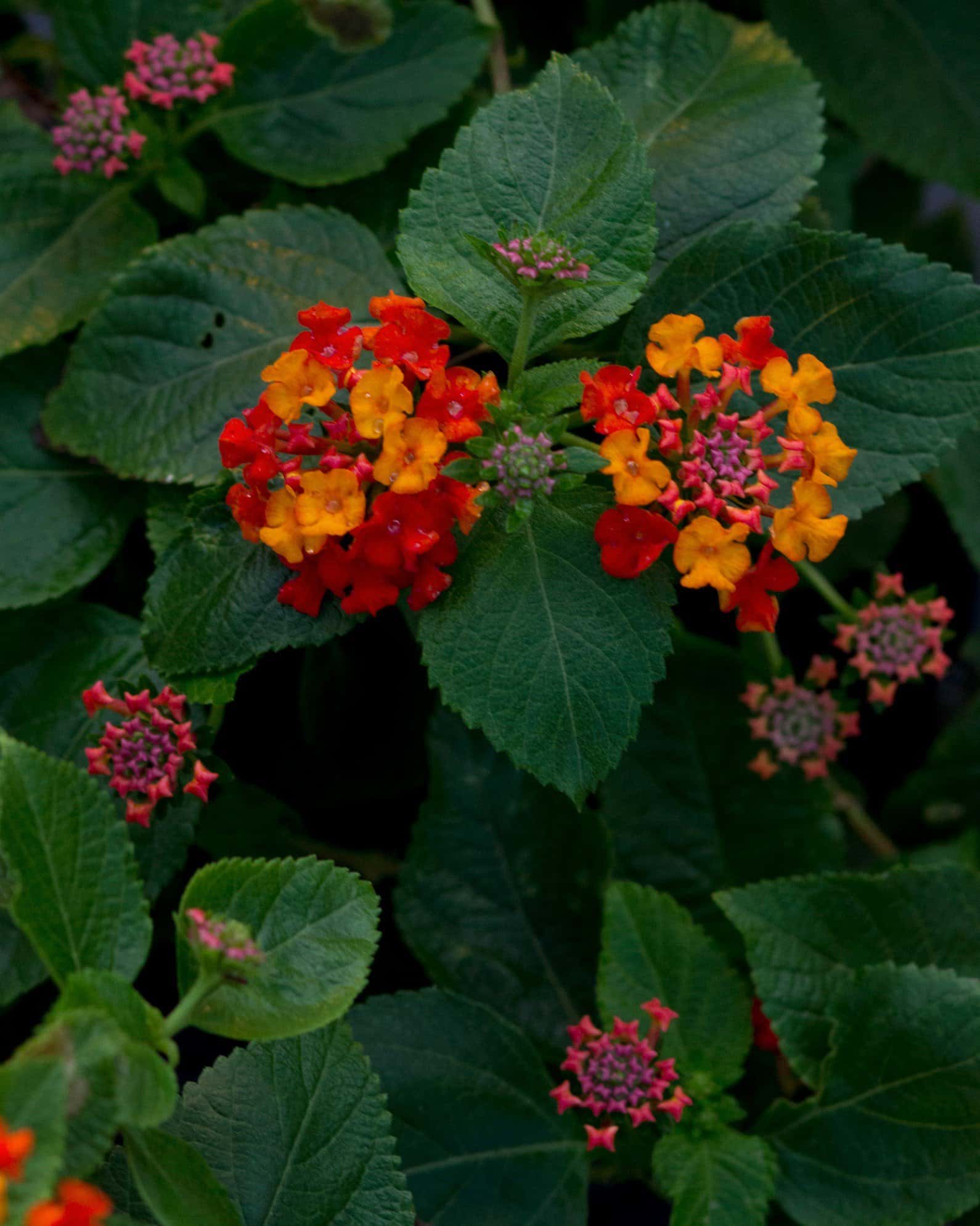 Bandolista Red Chili Lantana - Image 5