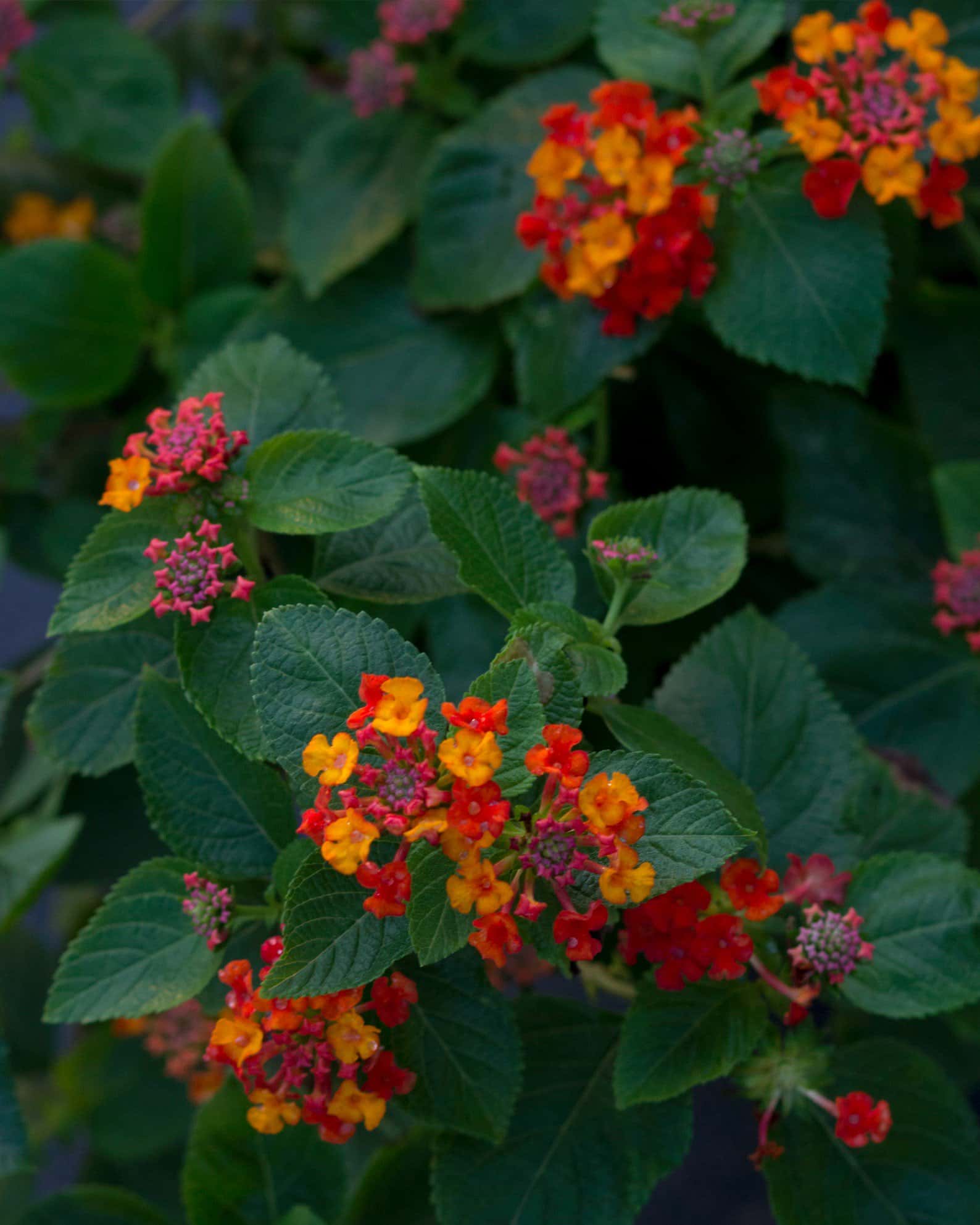 Bandolista Red Chili Lantana - Image 6