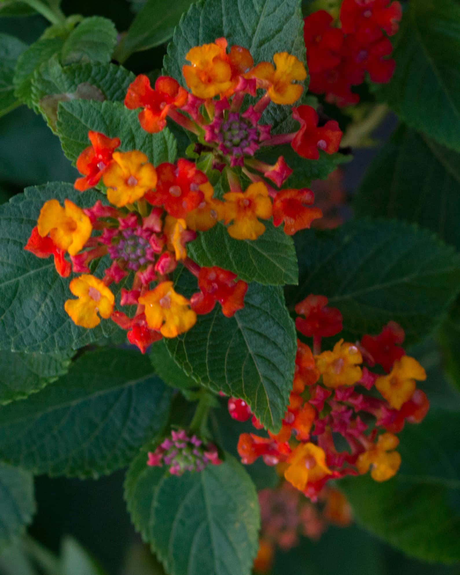 Bandolista Red Chili Lantana - Image 7
