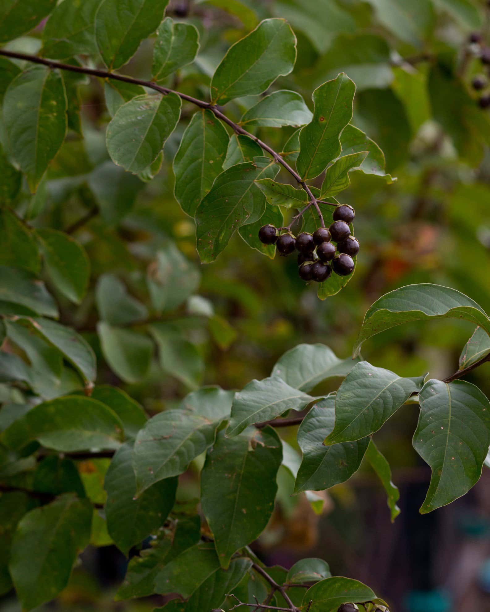 Basham's Party Pink Crape Myrtle - Image 1