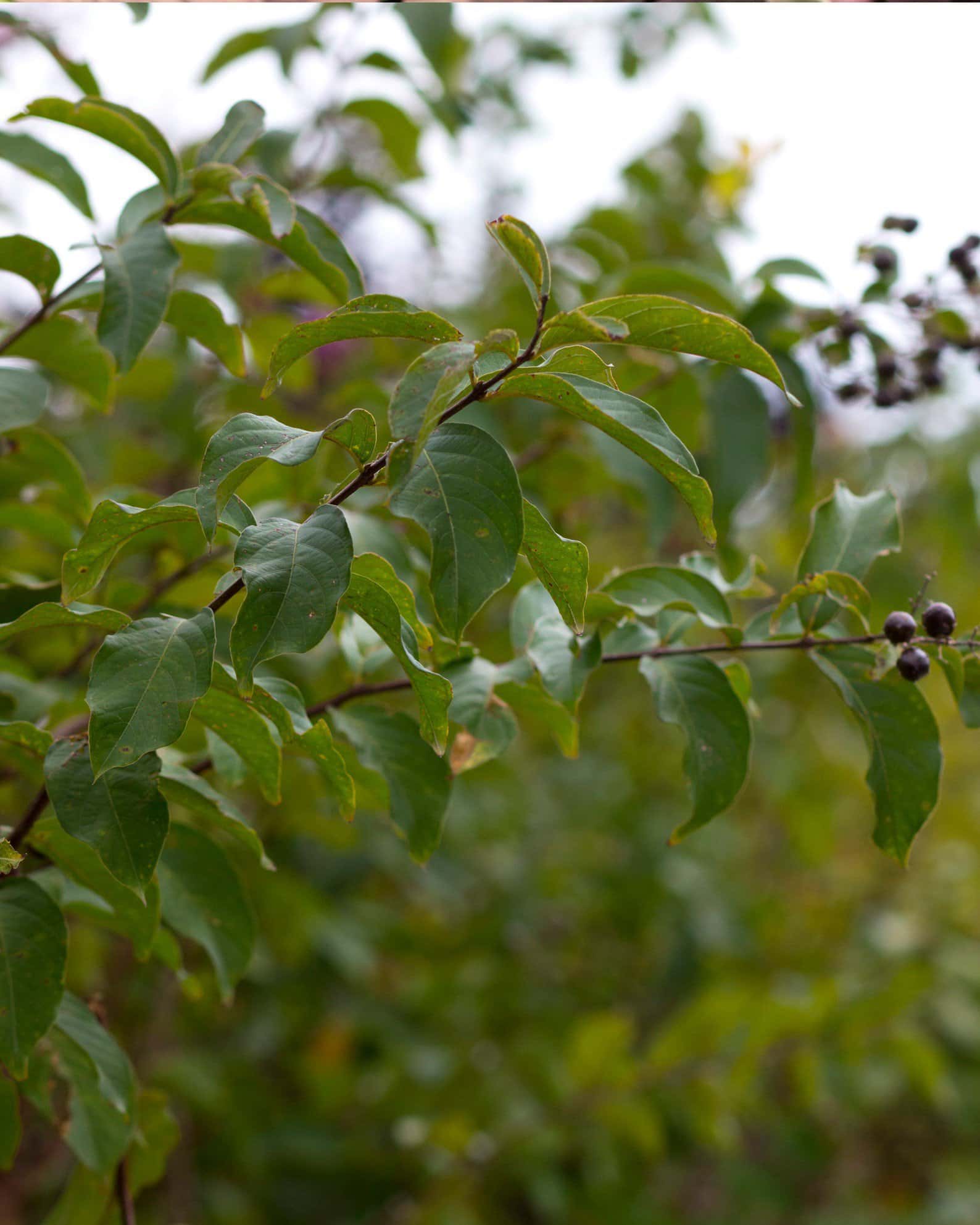 Basham's Party Pink Crape Myrtle - Image 2