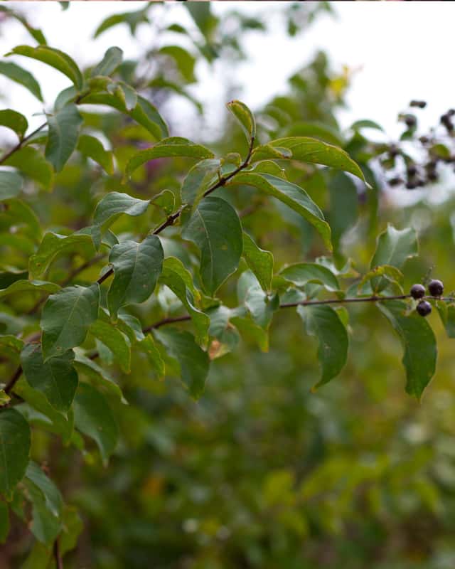 Basham’s Party Pink Crape Myrtle | Order Online | Treeland Nursery