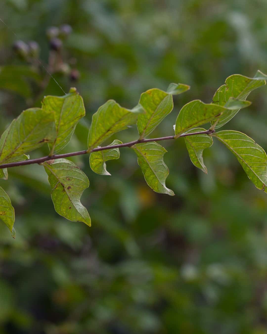 Basham’s Party Pink Crape Myrtle | Order Online | Treeland Nursery