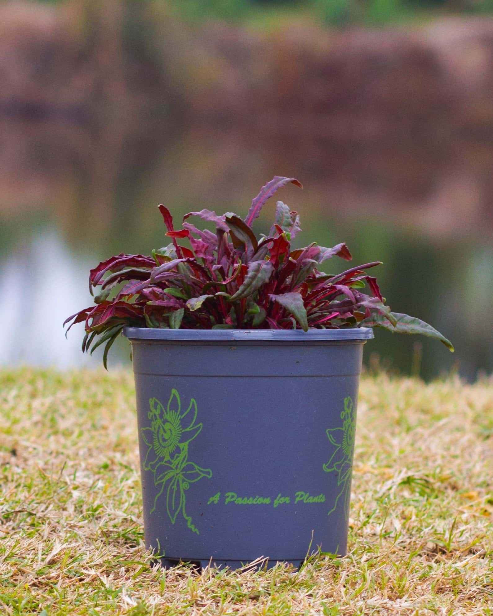 Belleza Dark Pink Gaura - Image 1