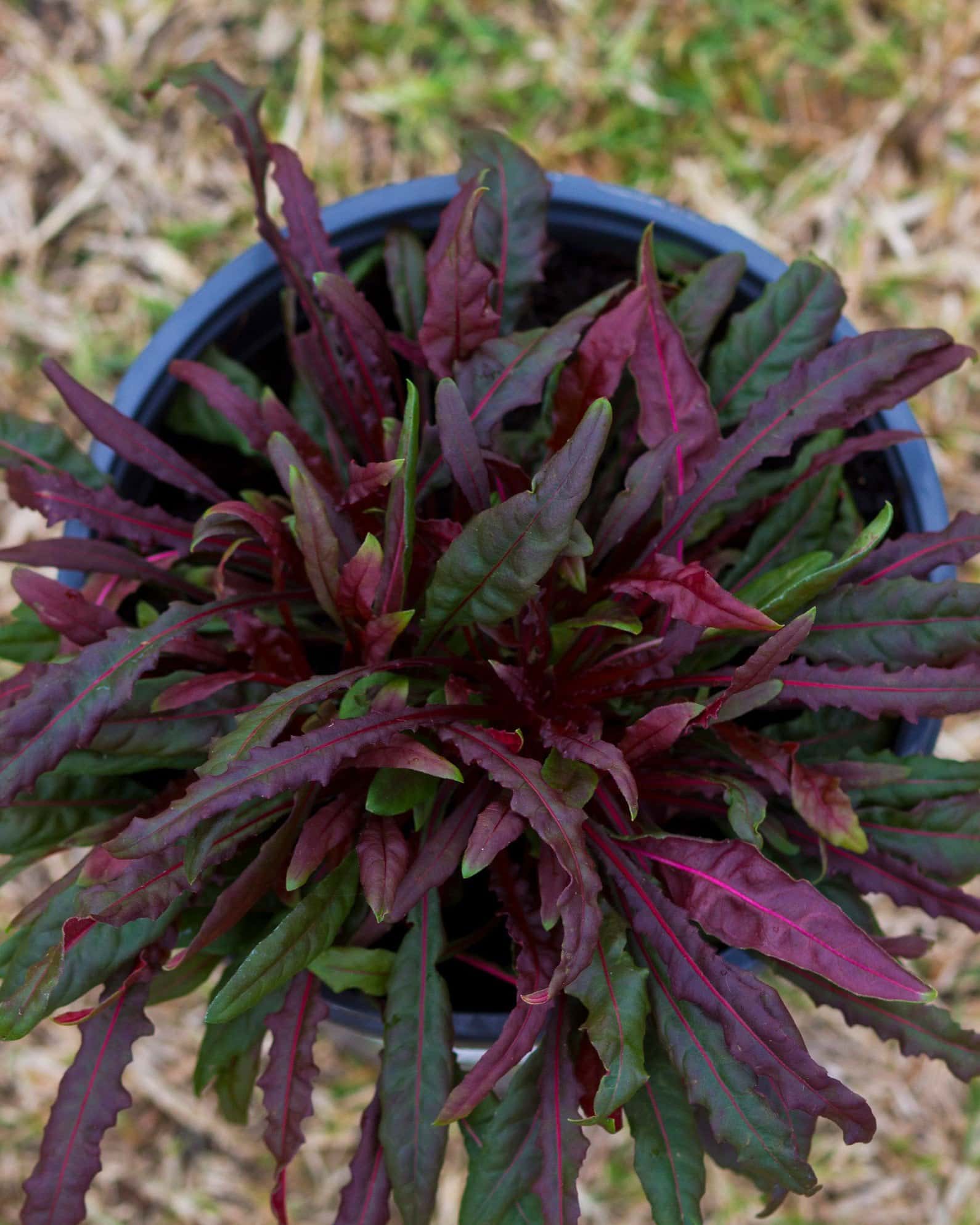 Belleza Dark Pink Gaura - Image 3