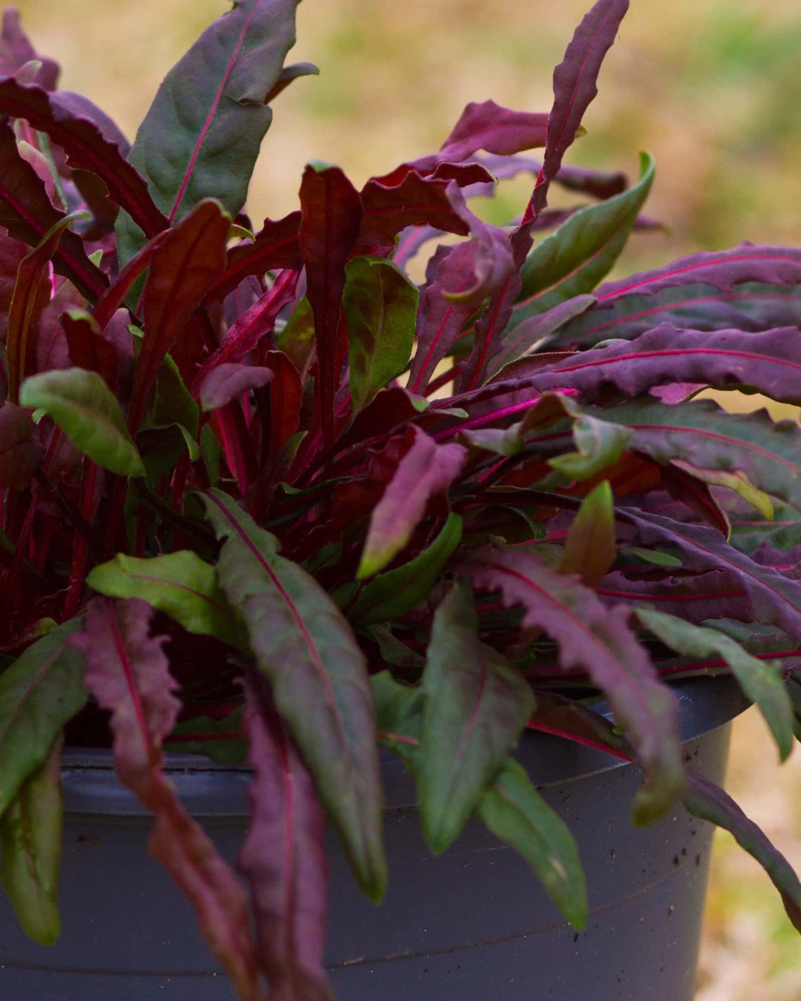 Belleza Dark Pink Gaura - Image 4