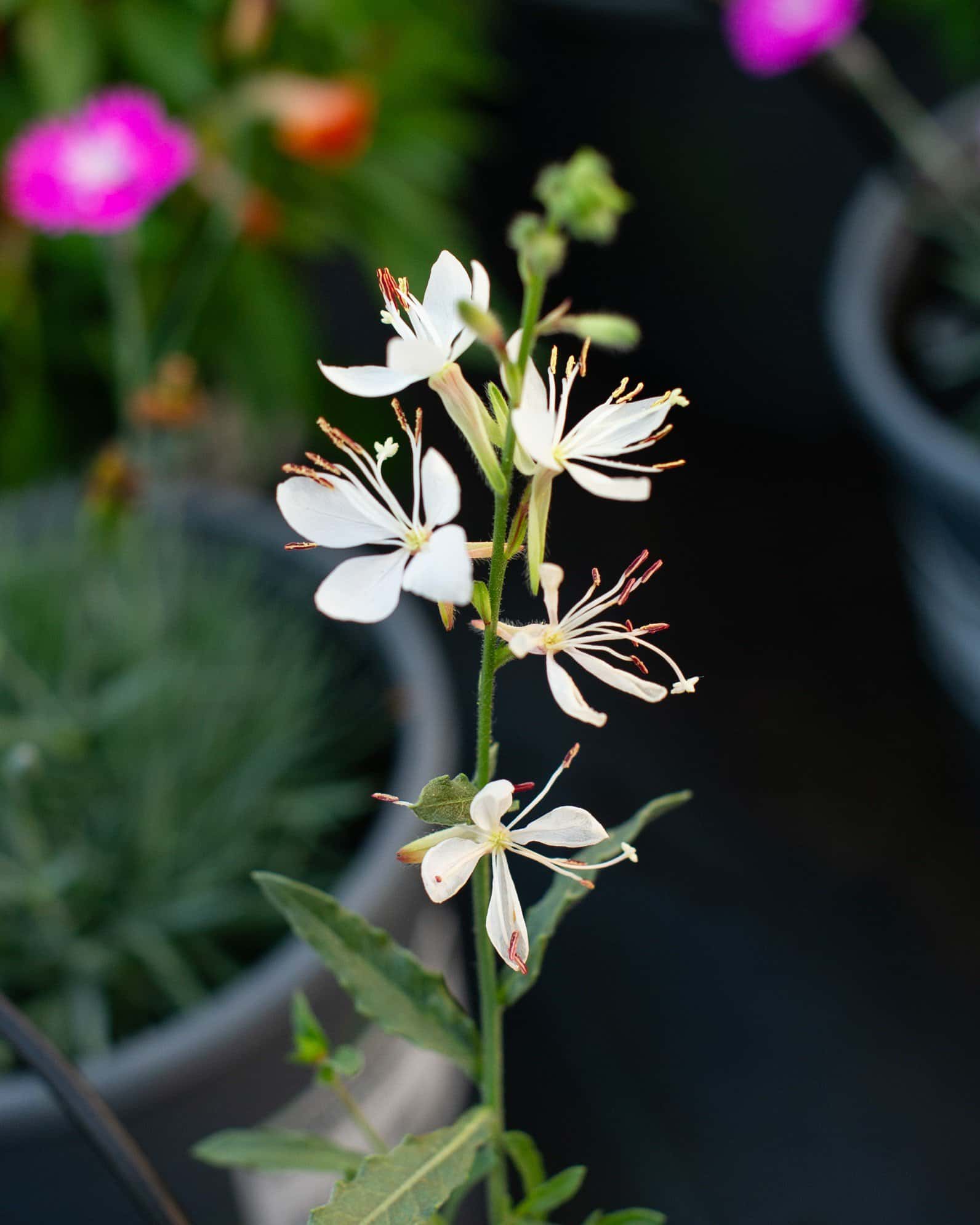 Belleza White Gaura - Image 3