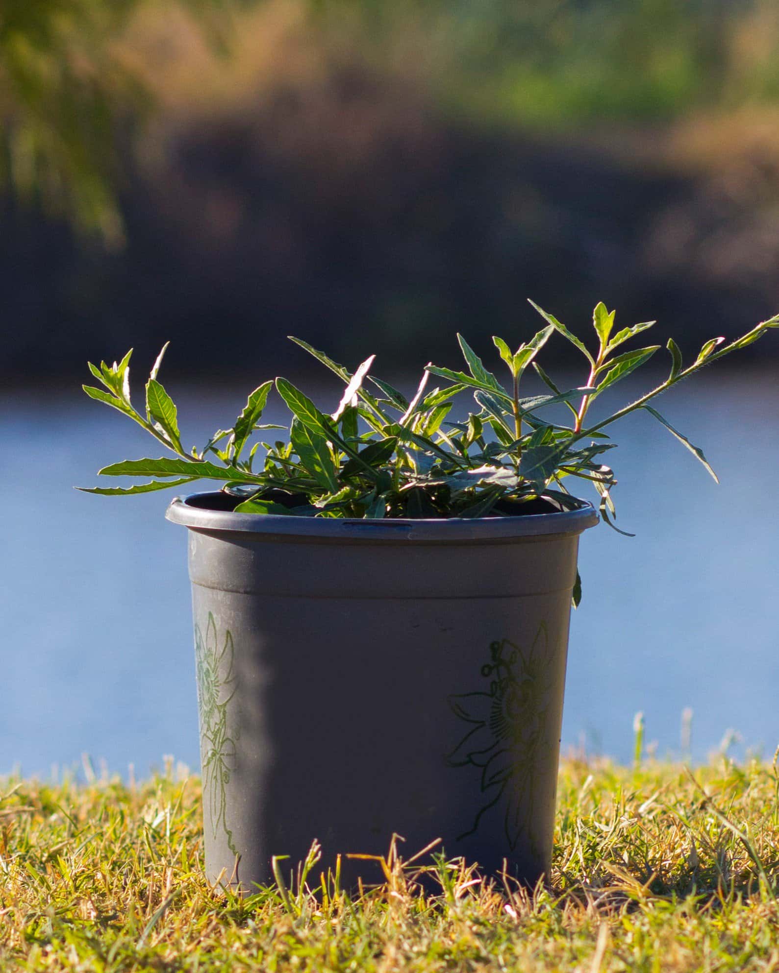 Belleza White Gaura - Image 4