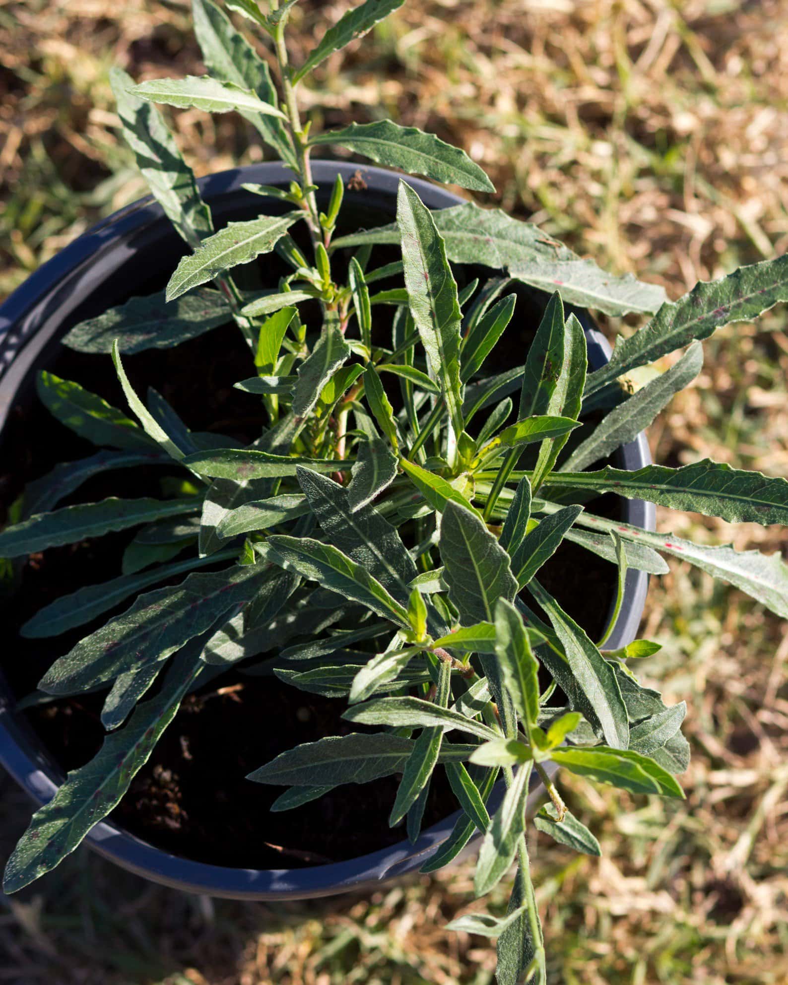 Belleza White Gaura - Image 5