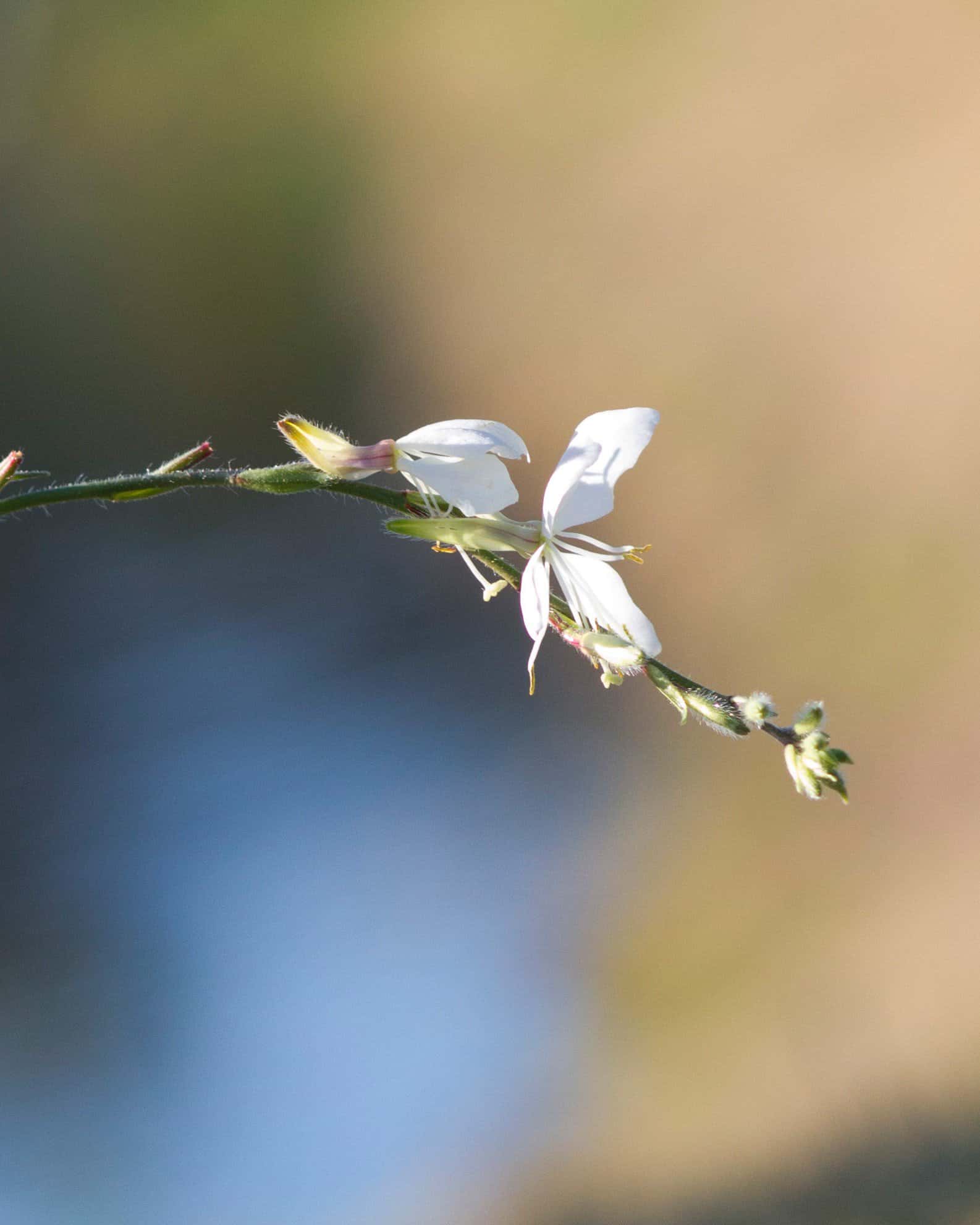 Belleza White Gaura - Image 6
