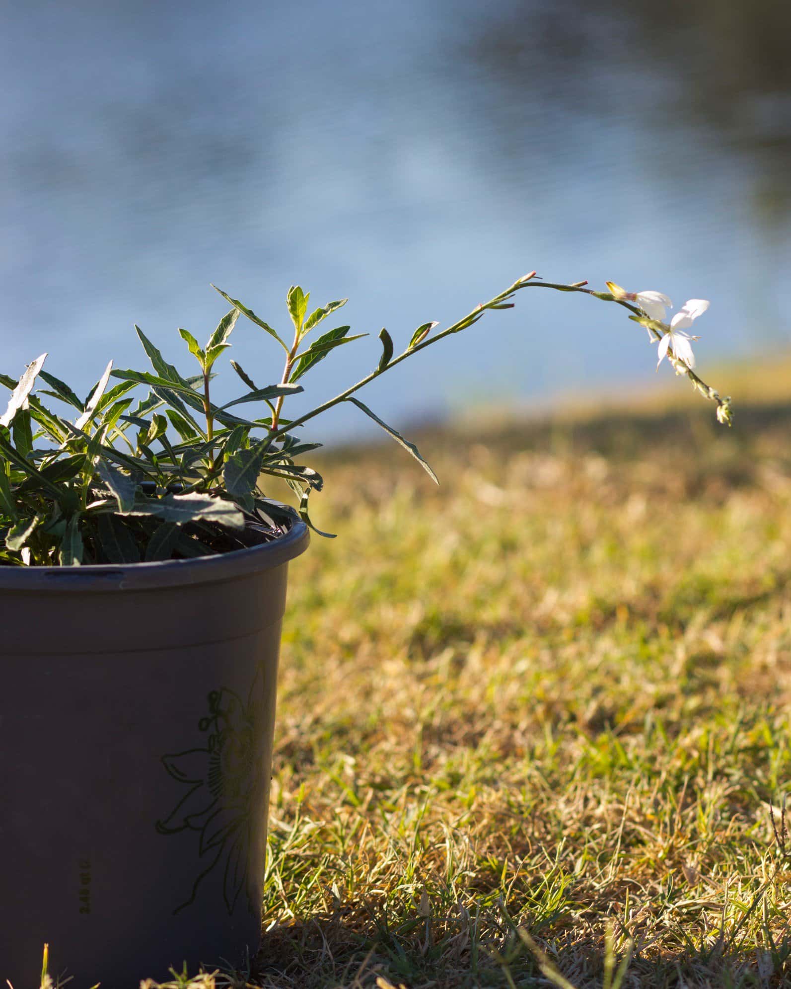 Belleza White Gaura - Image 7