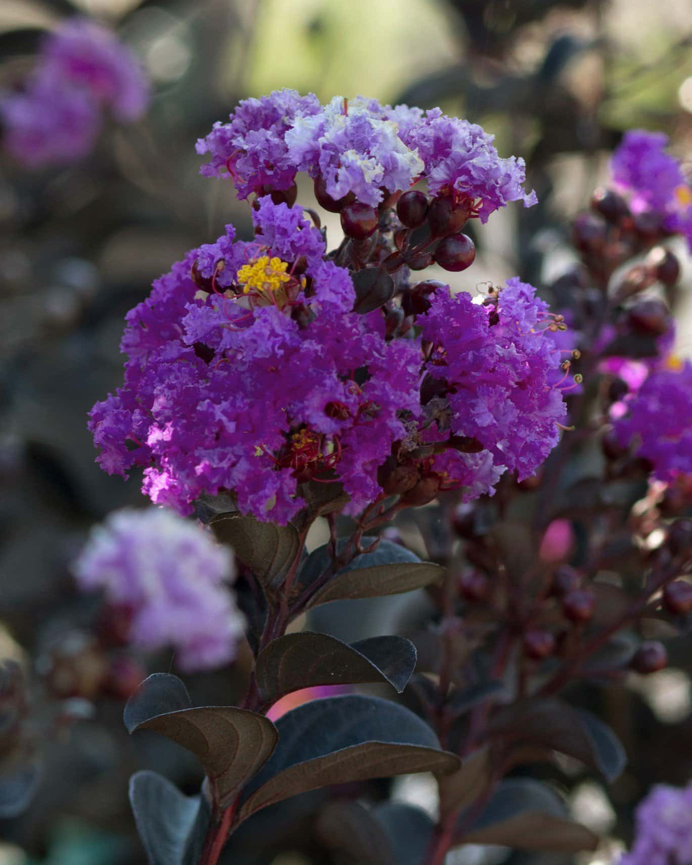 Black Diamond Purely Purple Crape Myrtle - Main Image