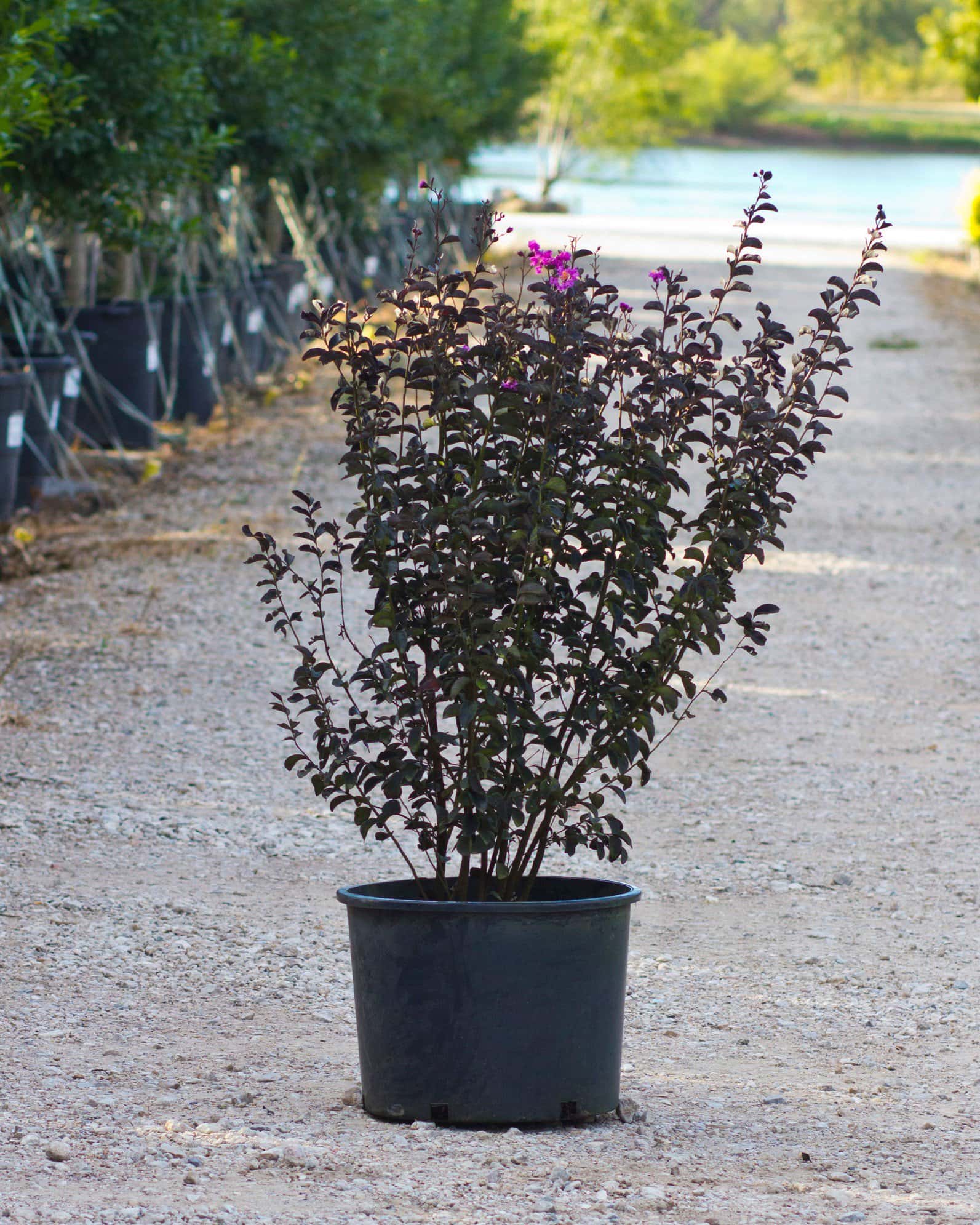 Black Diamond Purely Purple Crape Myrtle - Image 2