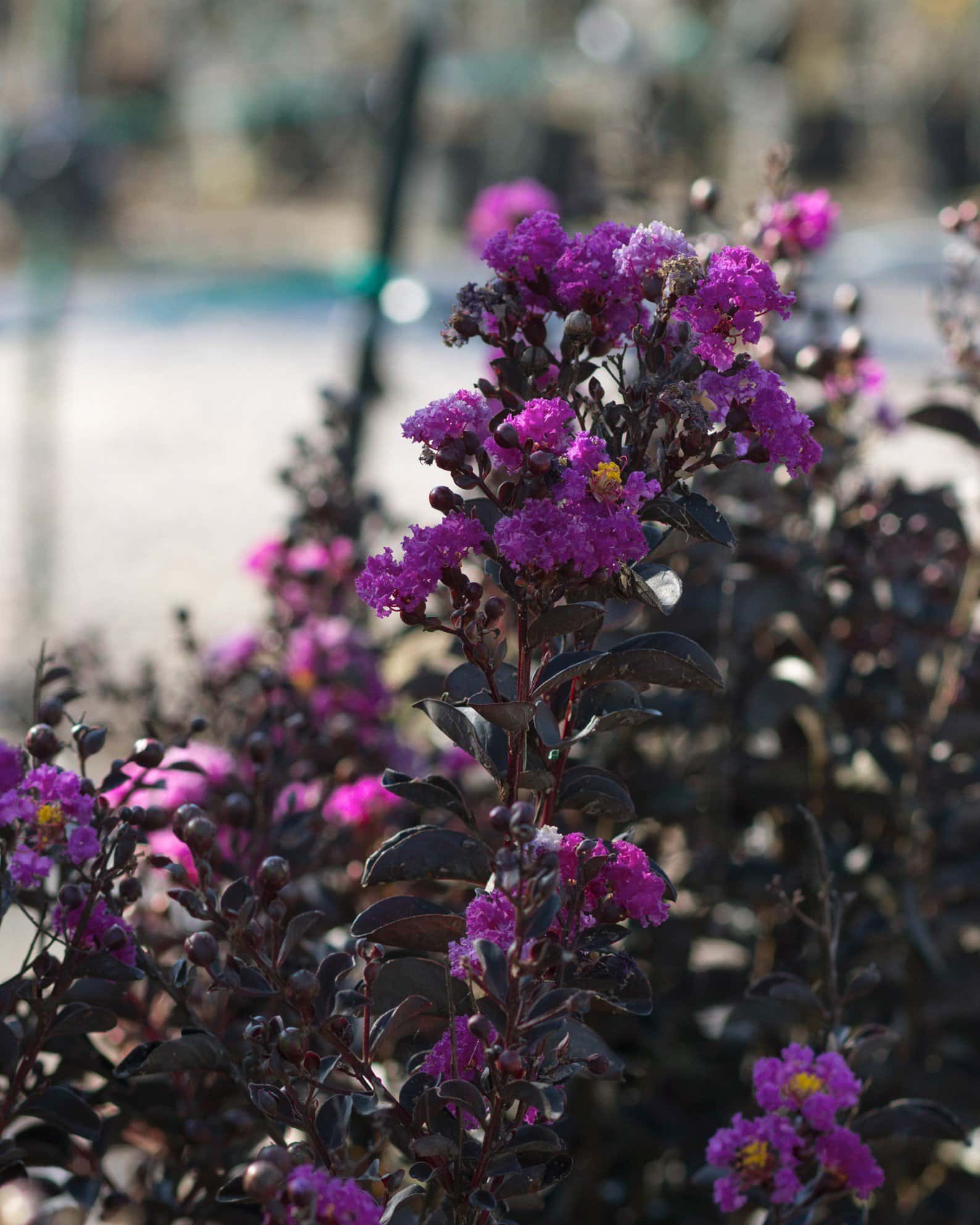 Black Diamond Purely Purple Crape Myrtle - Image 5
