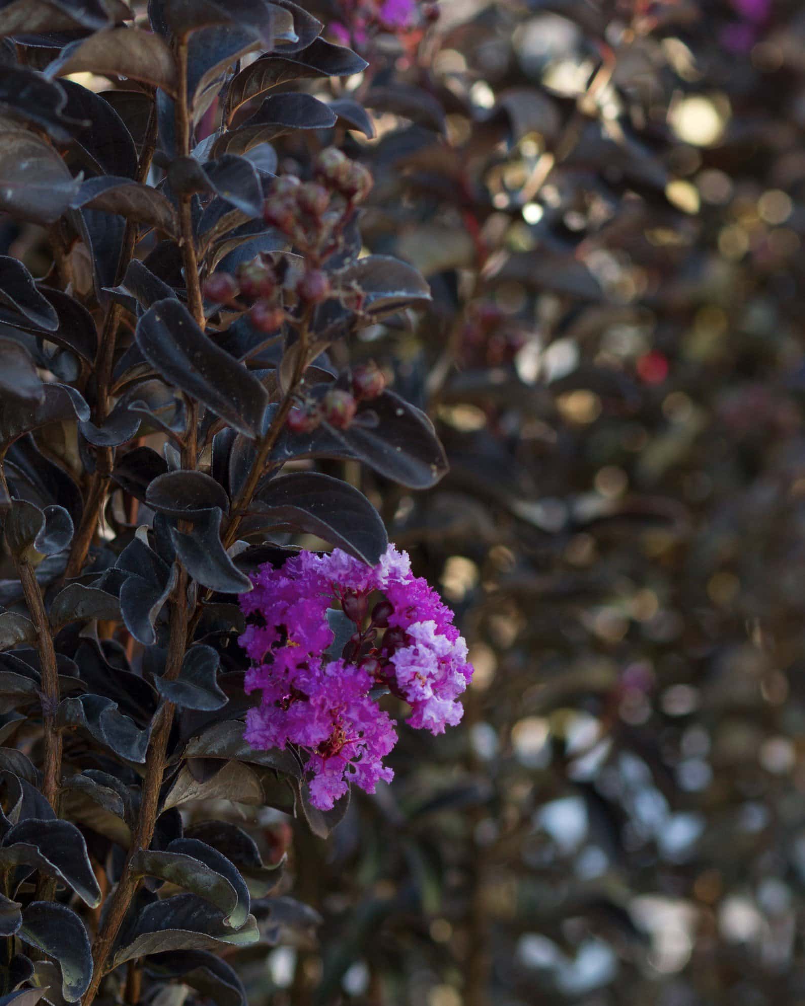 Black Diamond Purely Purple Crape Myrtle - Image 6