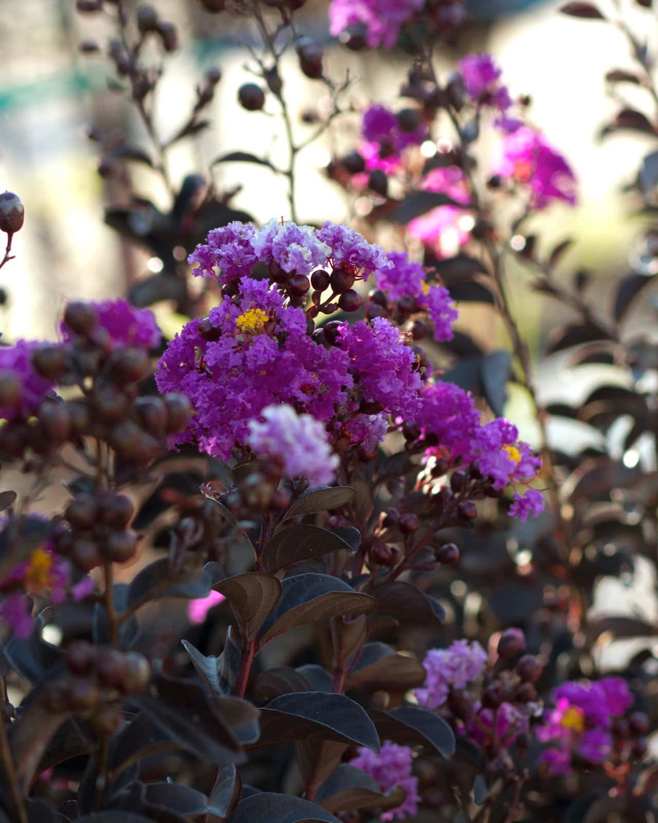 Black Diamond Purely Purple Crape Myrtle - Image 7