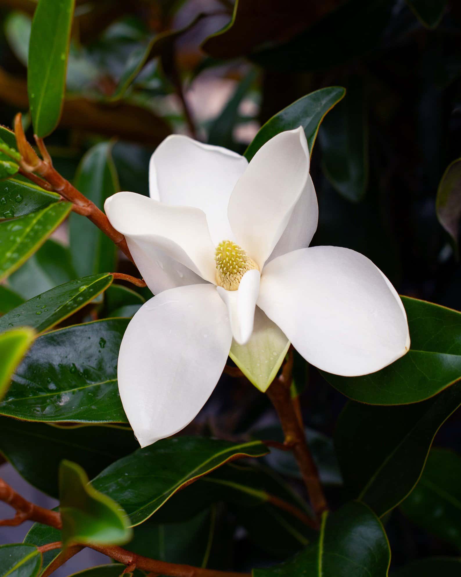 Alta Magnolia - Image 1