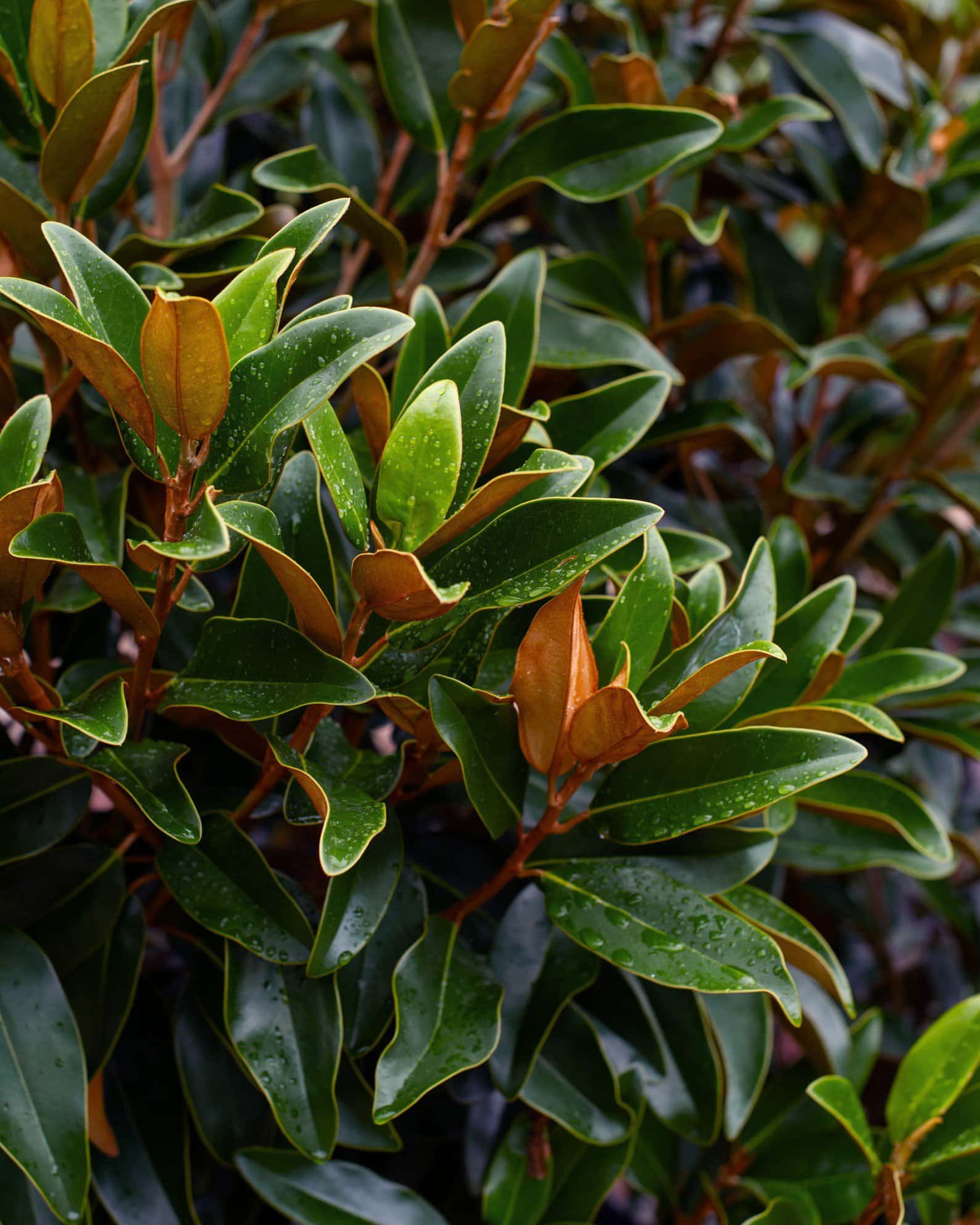 Alta Magnolia - Image 2