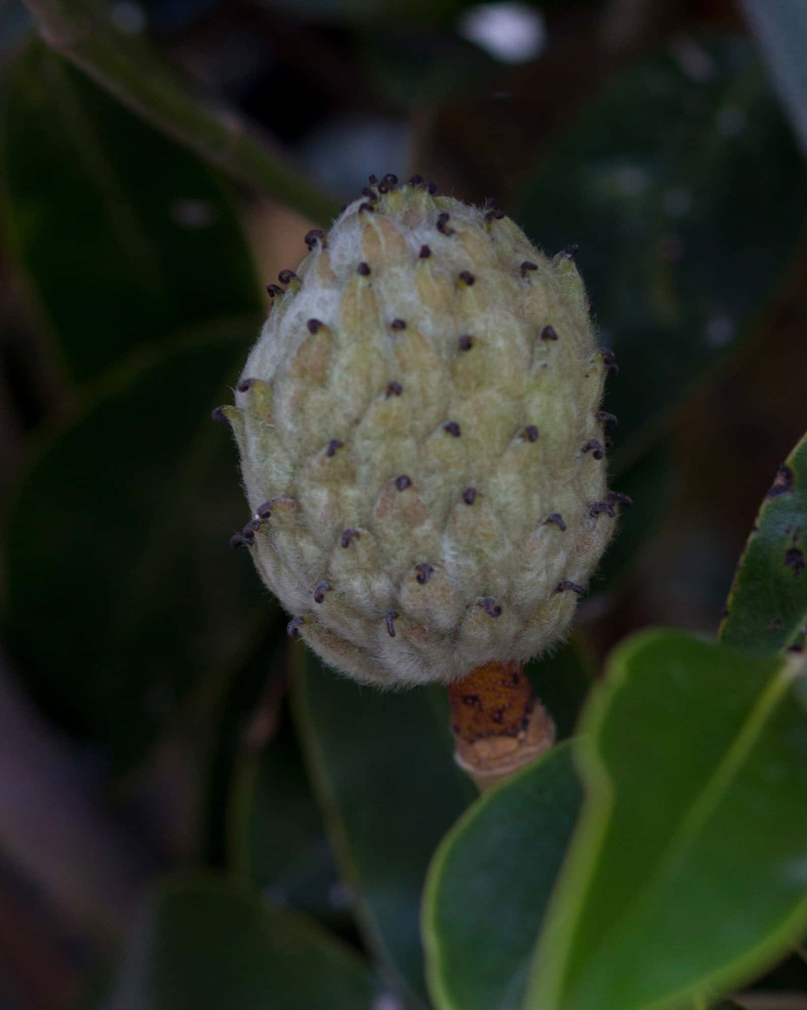 Alta Magnolia - Image 3