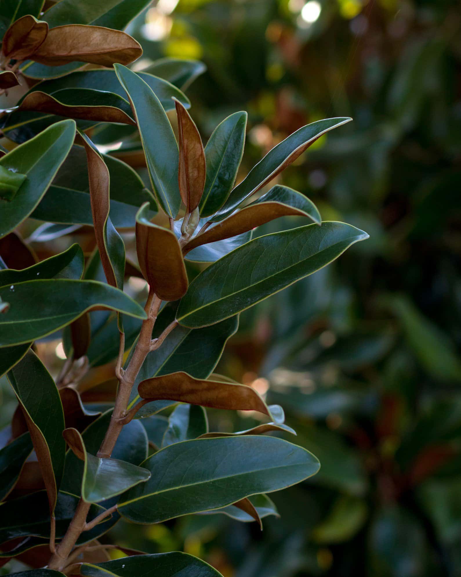 Alta Magnolia - Image 4