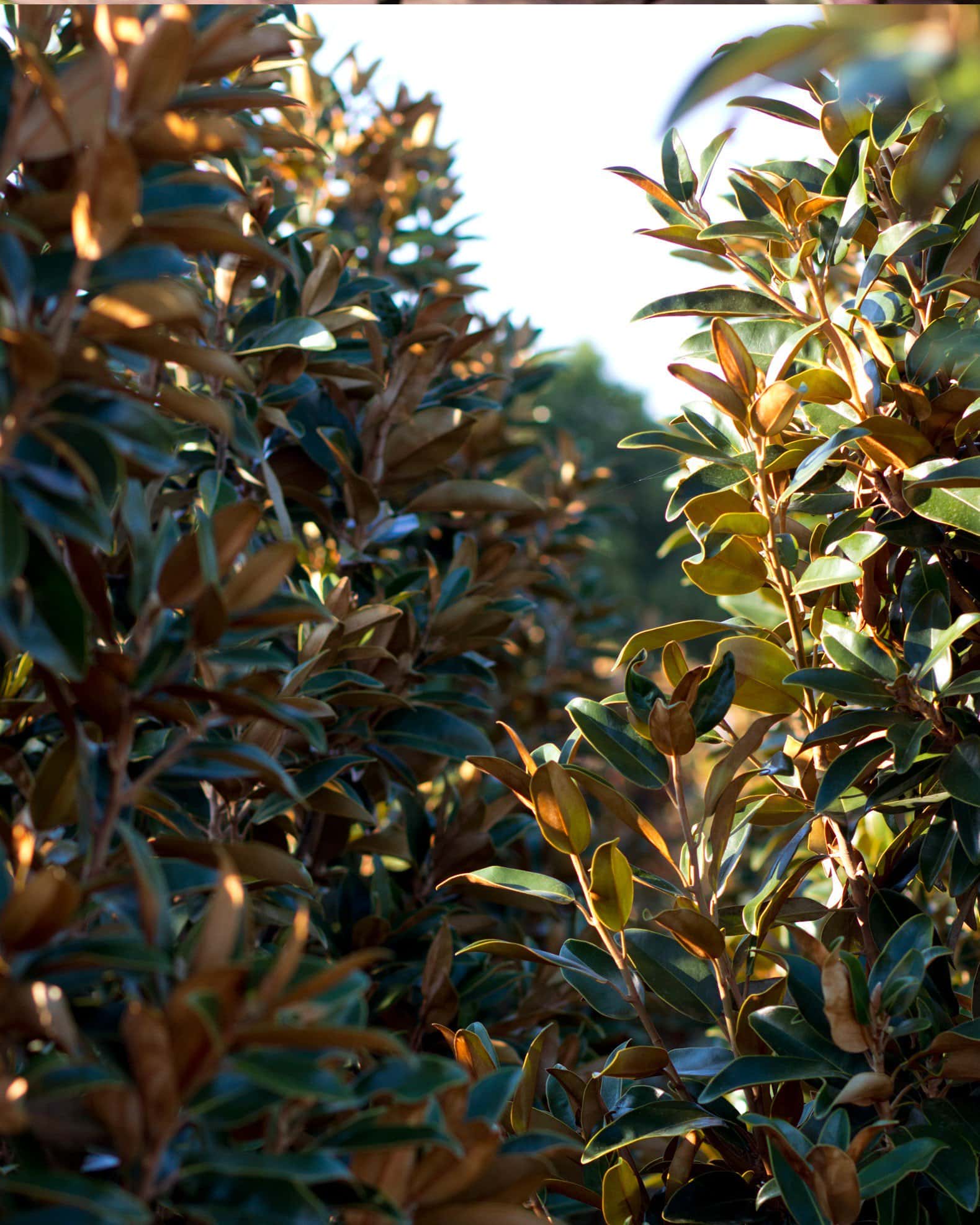 Alta Magnolia - Image 6