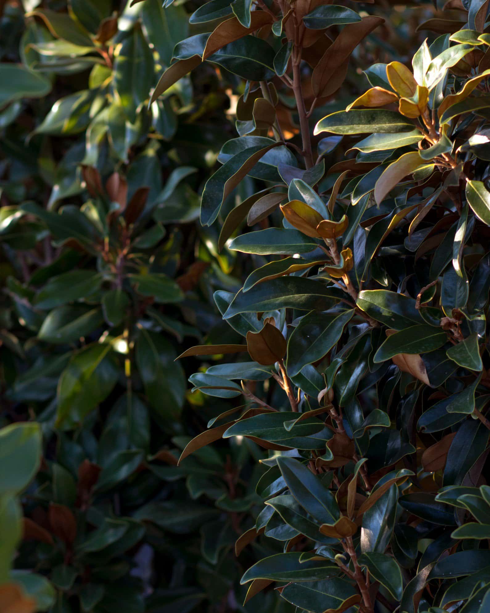 Alta Magnolia - Image 7