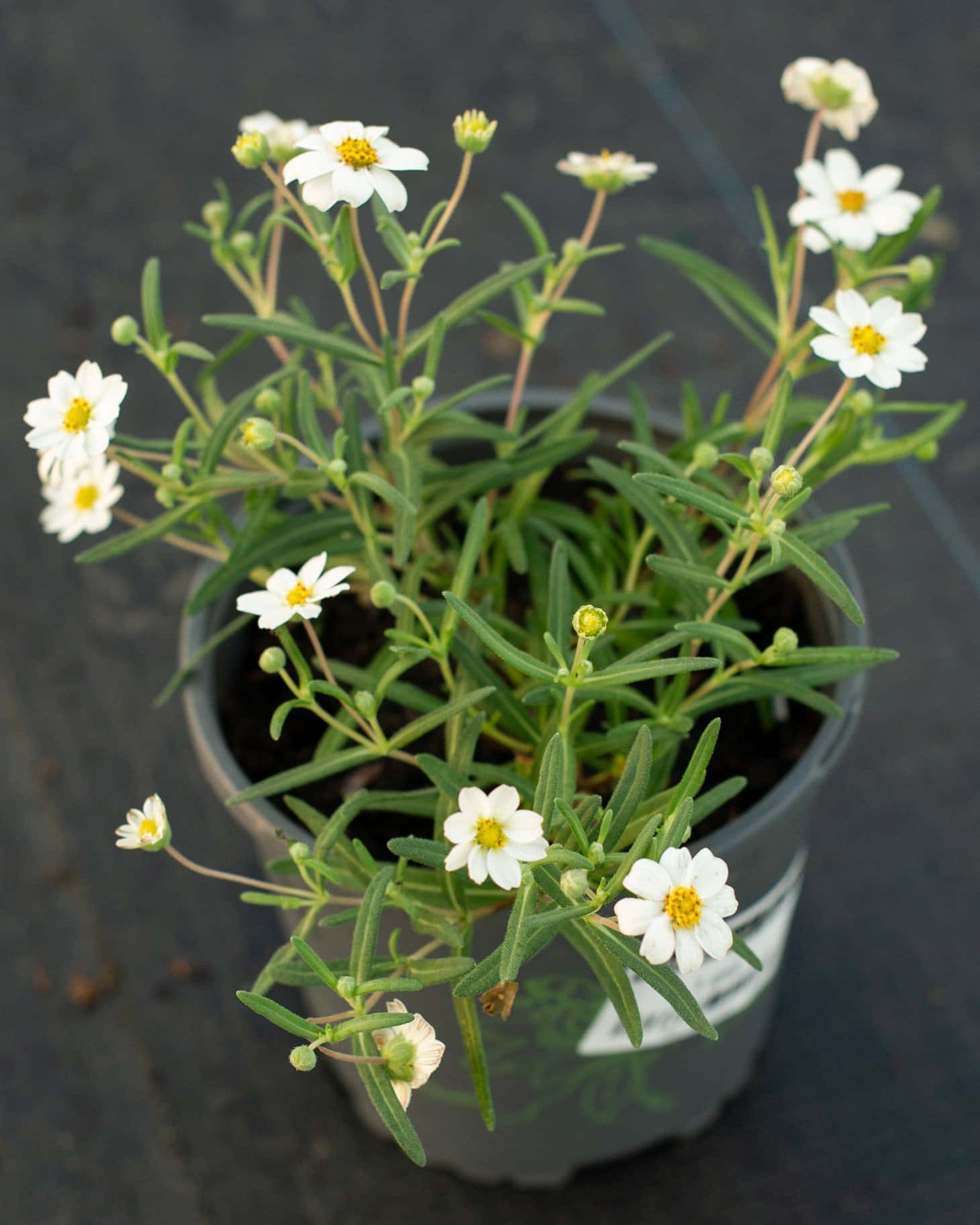 Blackfoot Daisy - Main Image