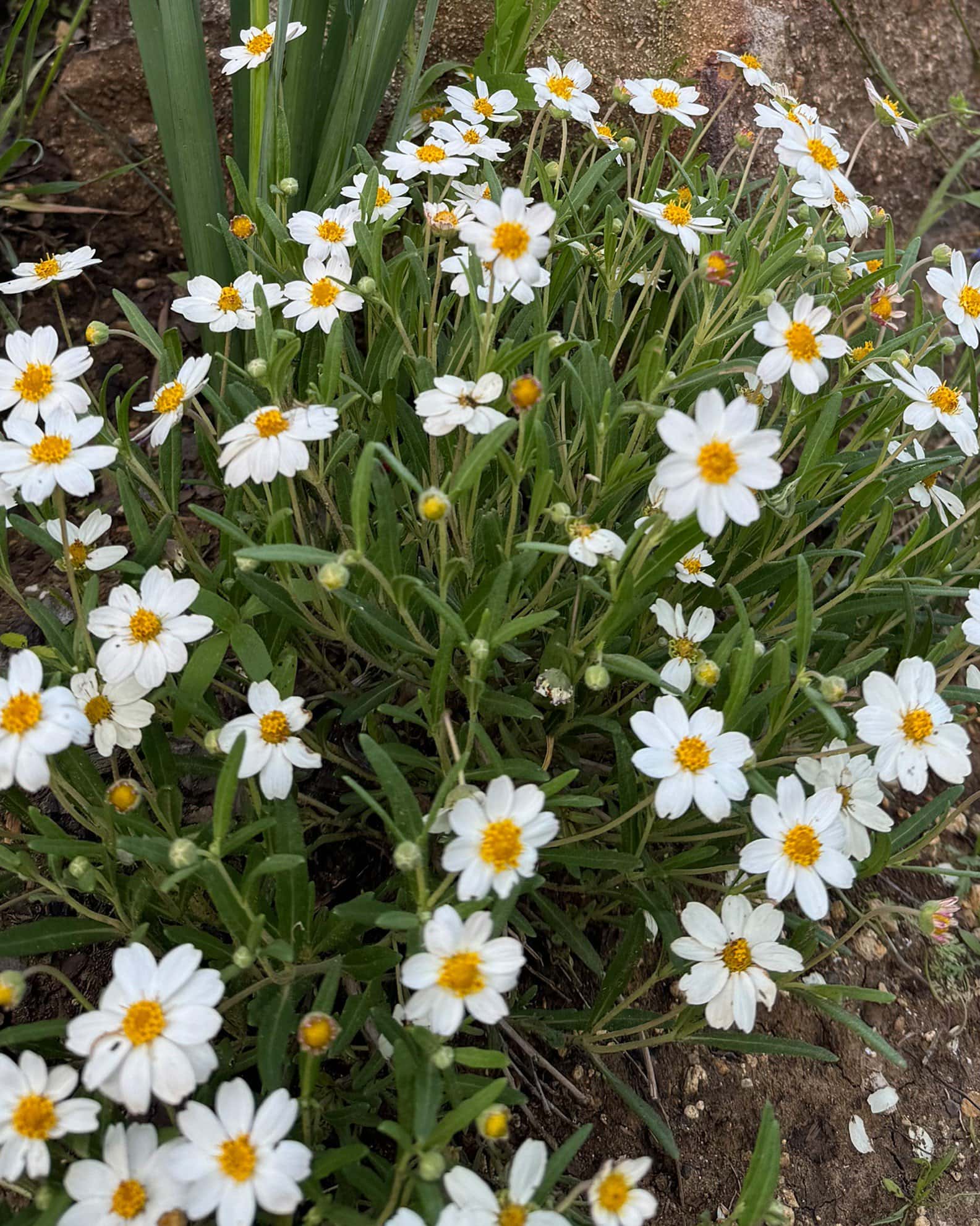 Blackfoot Daisy - Image 3
