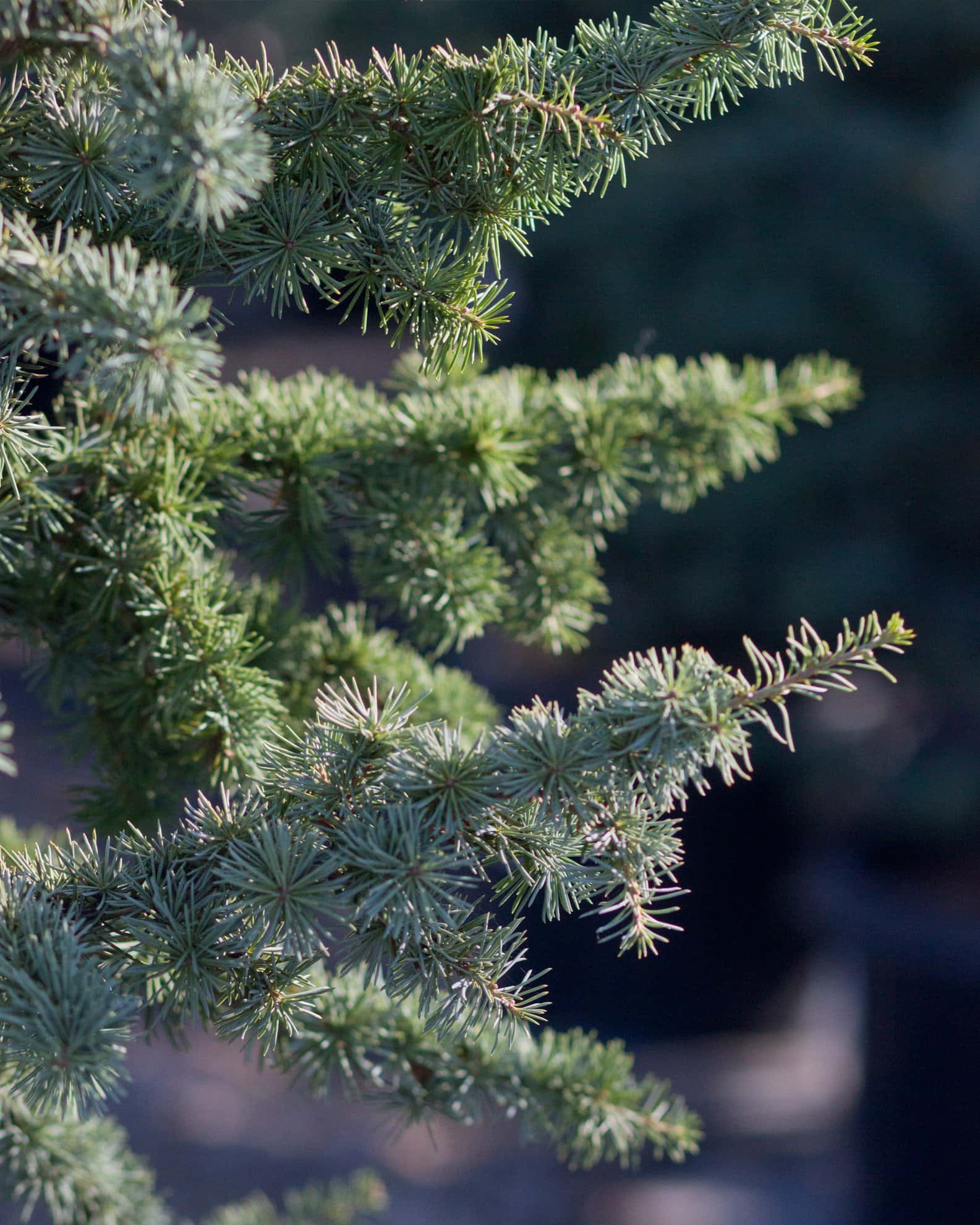 Blue Atlas Cedar Fastigiata - Image 4