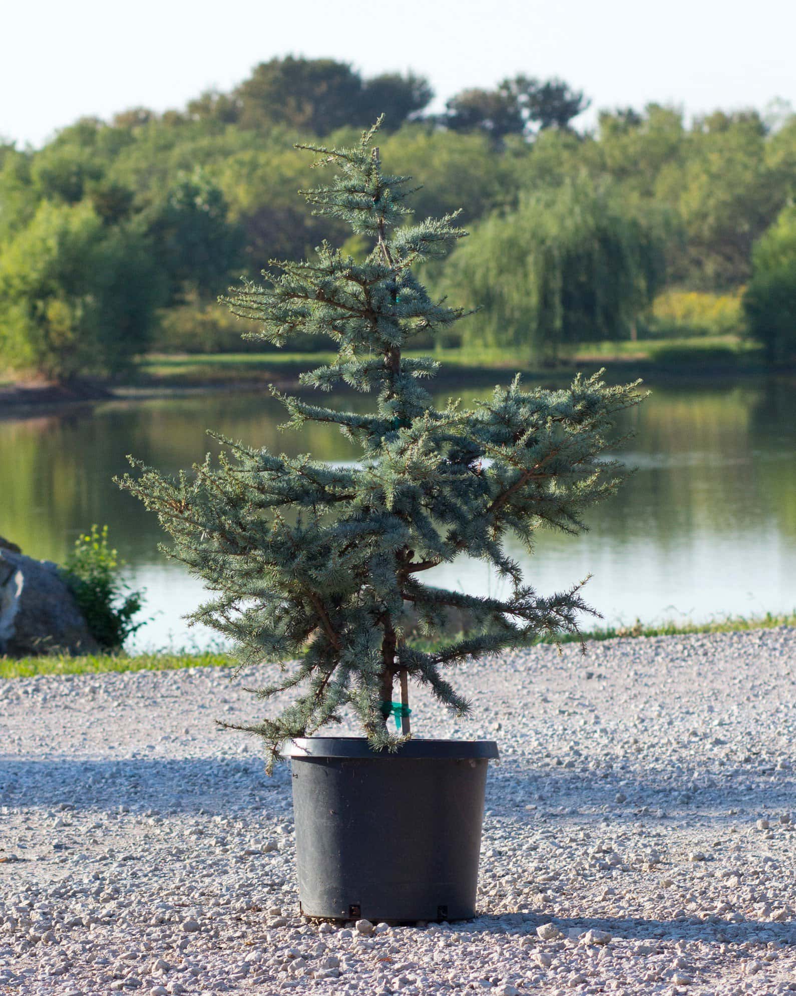 Blue Atlas Cedar Horstmann - Main Image