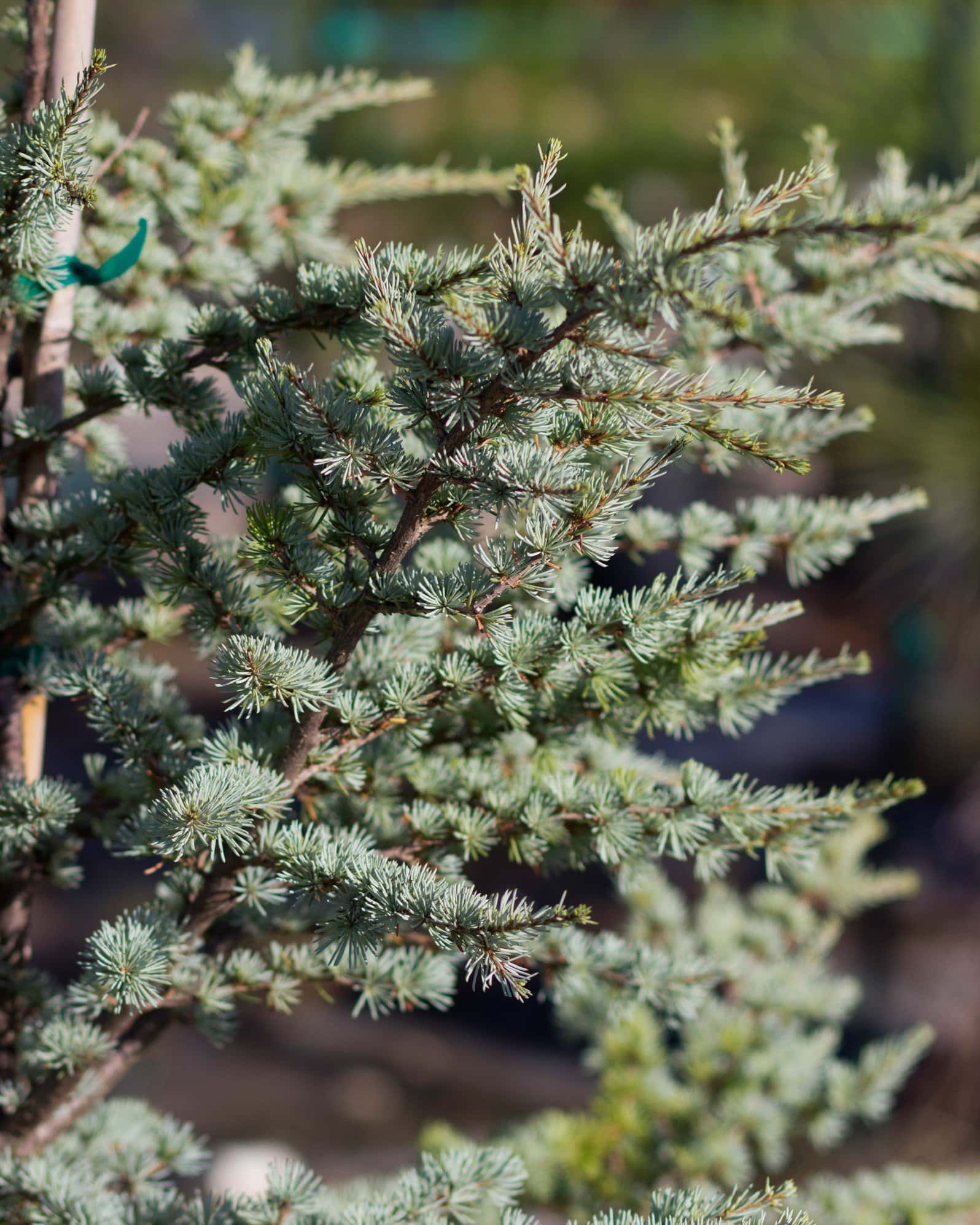 Blue Atlas Cedar Horstmann - Image 2