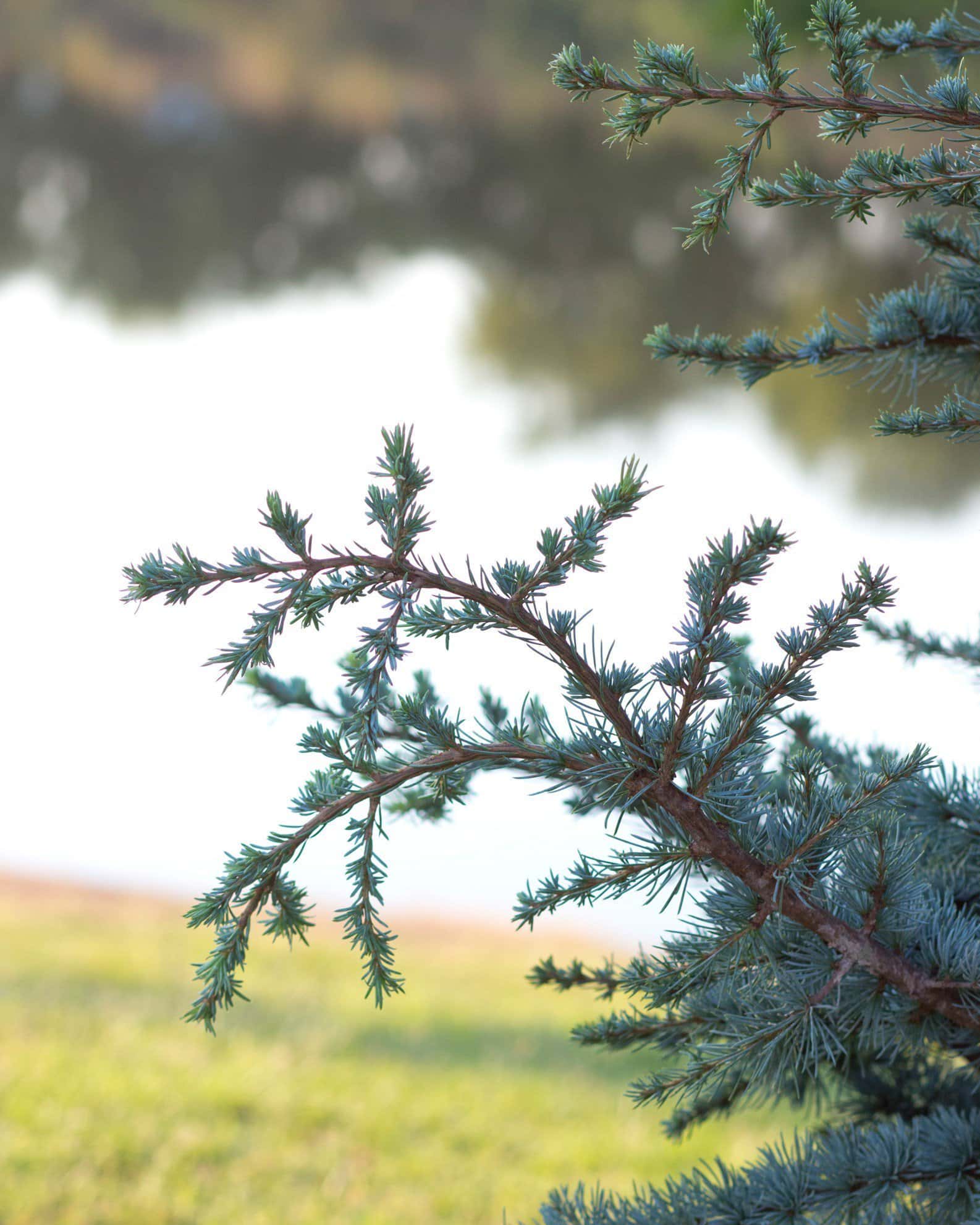 Blue Atlas Cedar Horstmann - Image 4