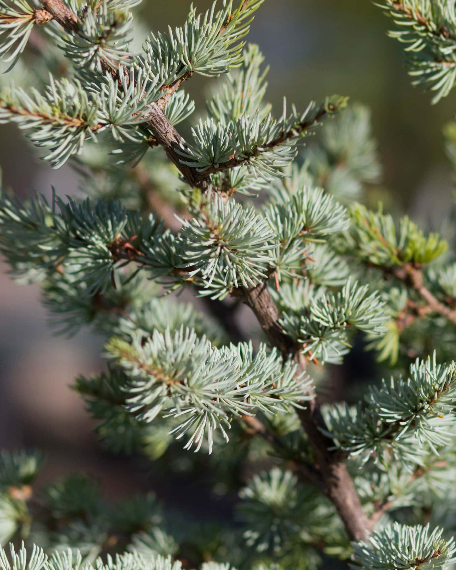 Blue Atlas Cedar Horstmann - Image 7