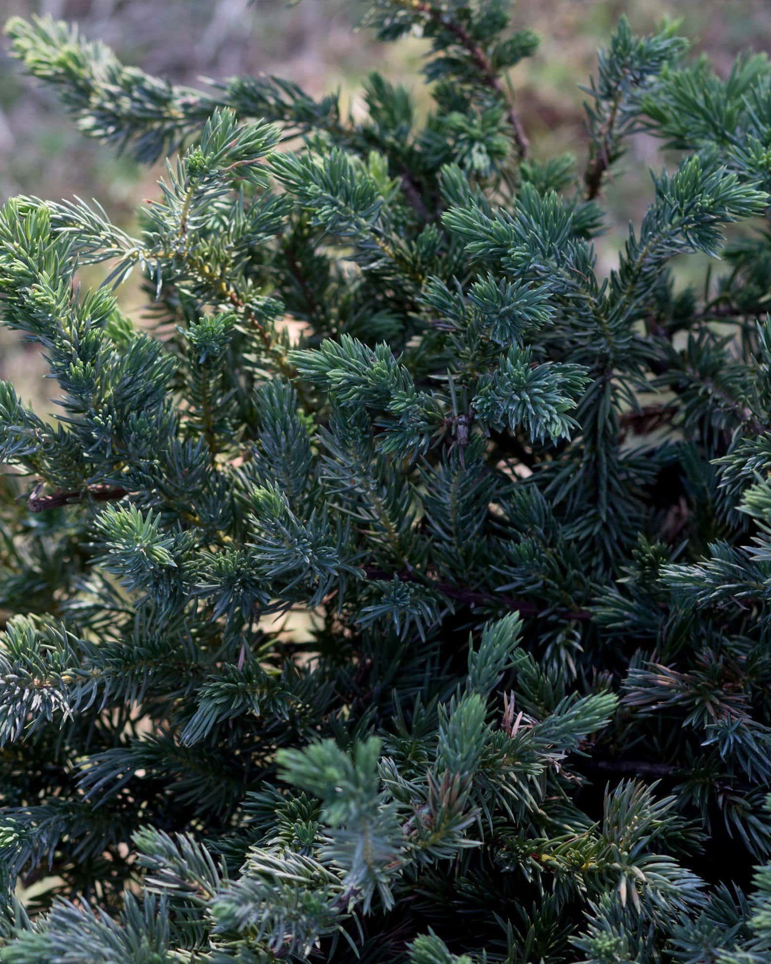 Blue Pacific Juniper - Image 1