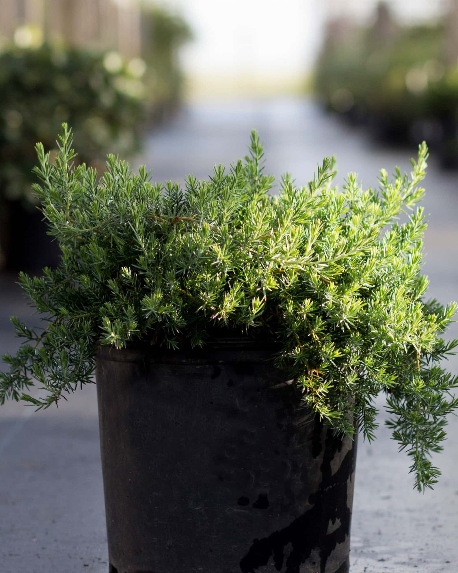 Blue Pacific Juniper - Image 2