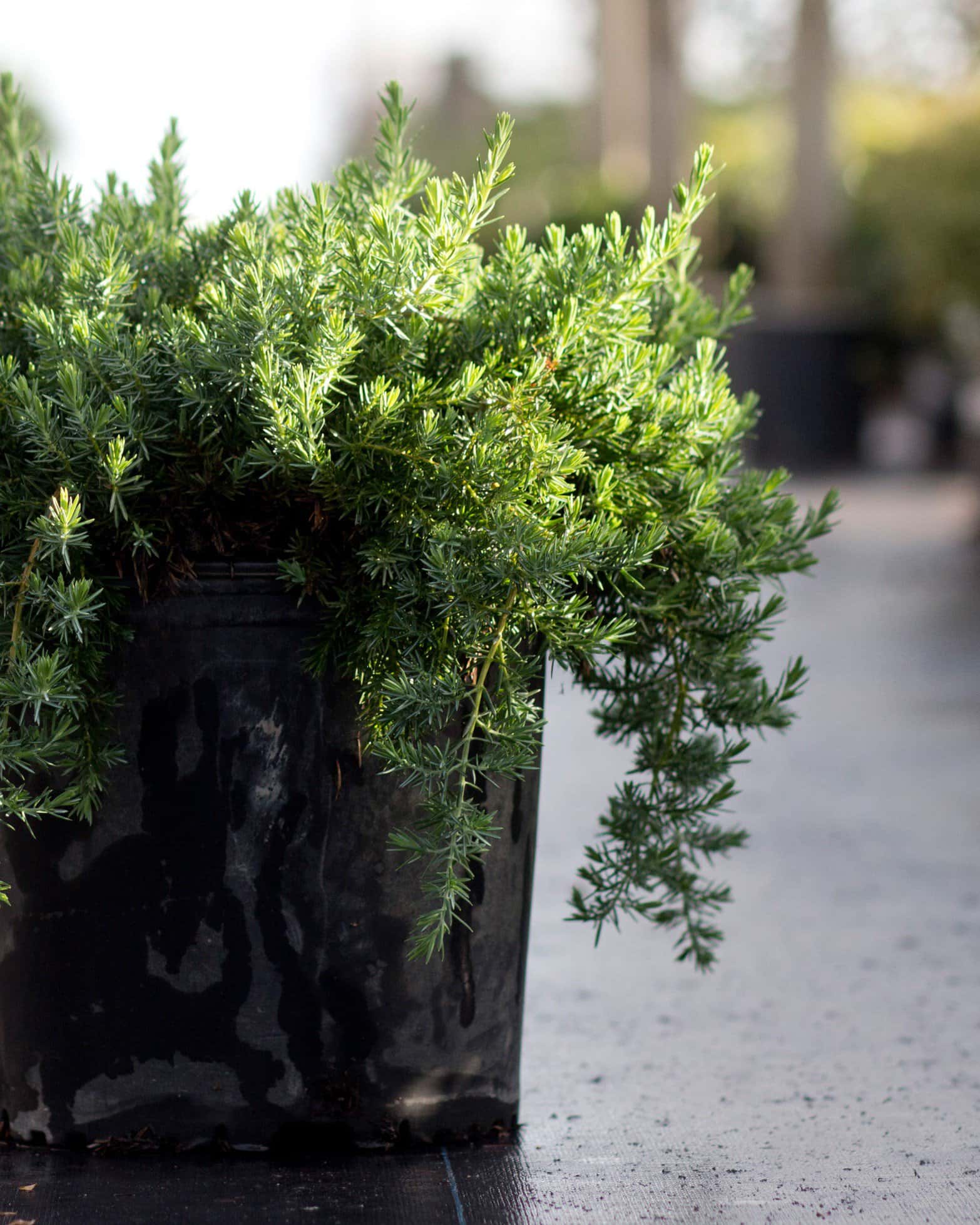 Blue Pacific Juniper - Image 5